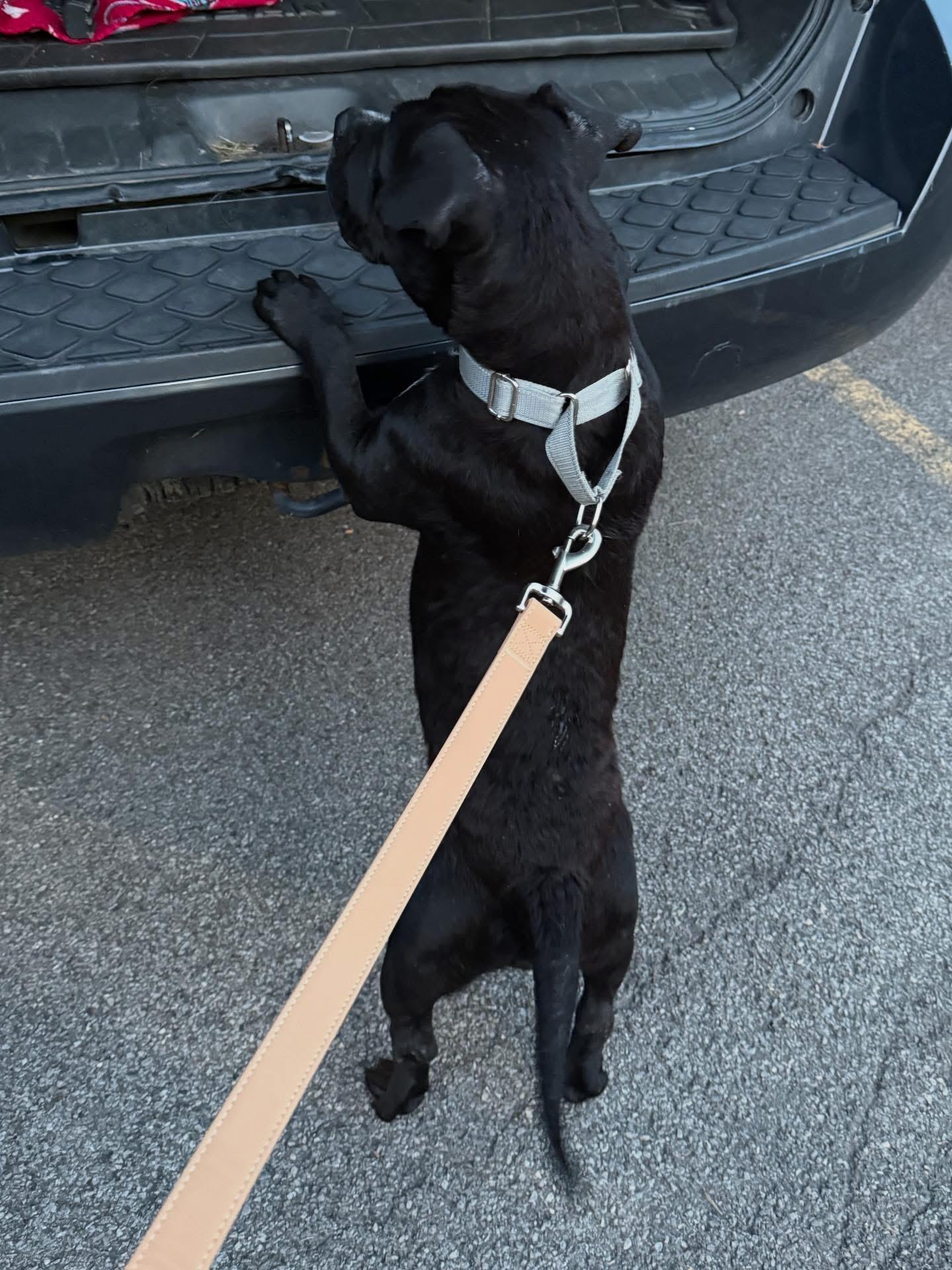 Enlarge Beauty, an adoptable mixed breed in Akron, NY image 2/5