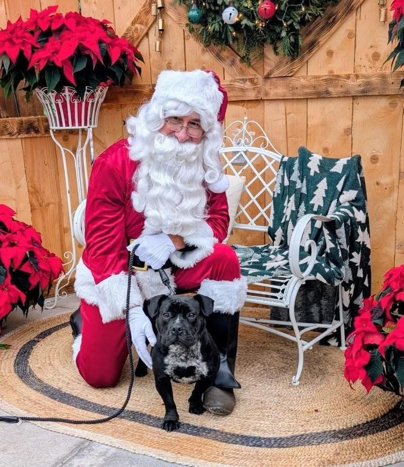 Enlarge Beauty, an adoptable mixed breed in Akron, NY image 3/5