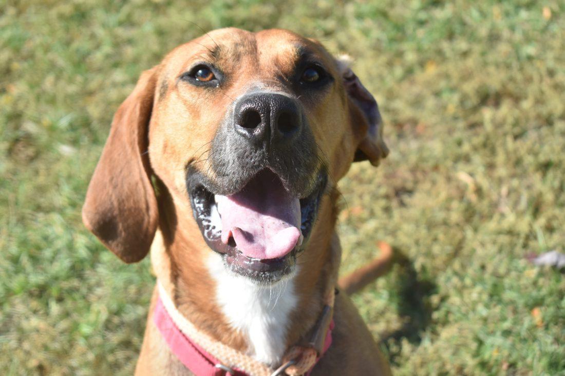 Caramel, an adoptable Hound, Mixed Breed in Lewiston, ME, 04240 | Photo Image 1