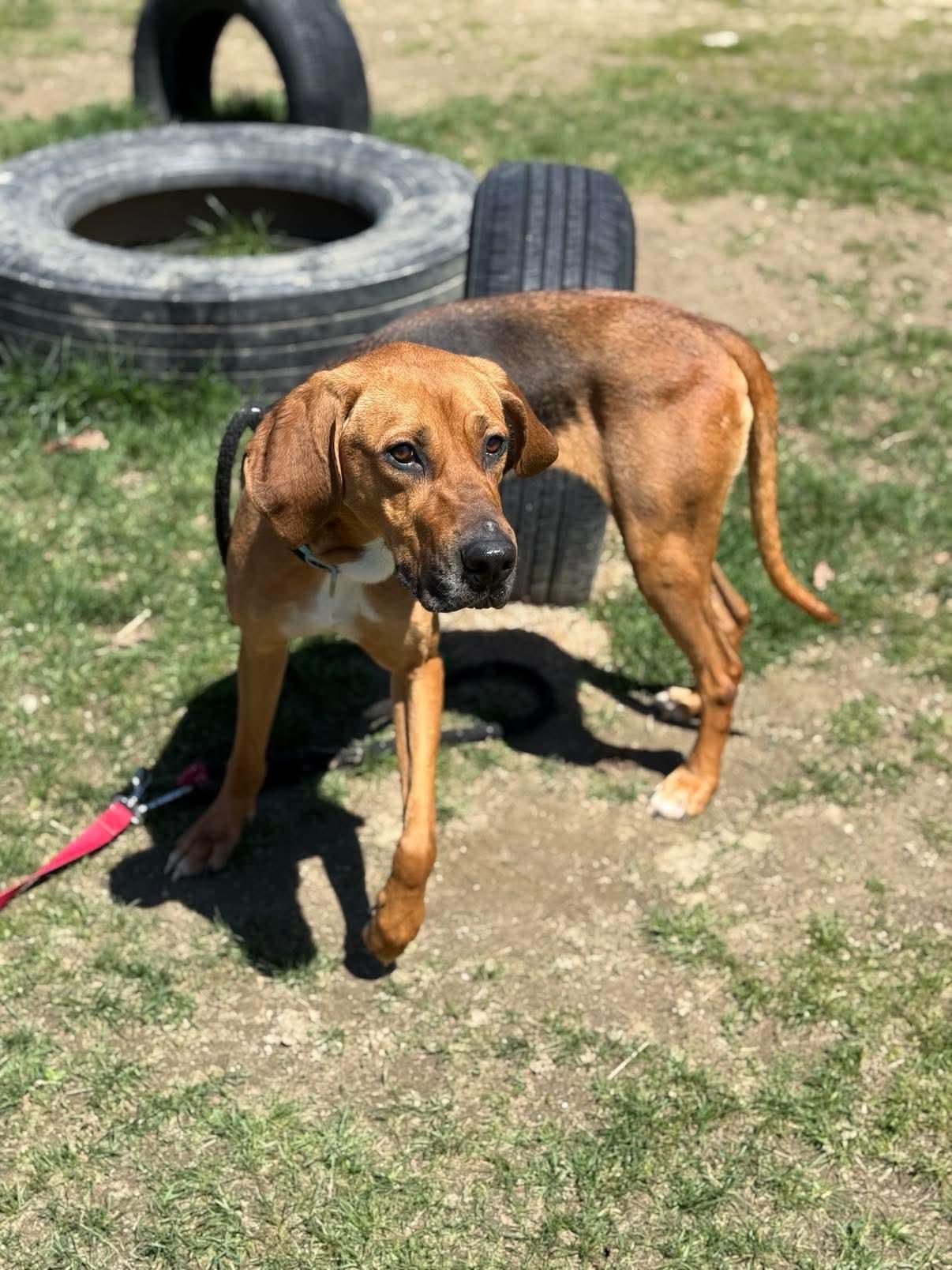 Caramel, an adoptable Hound, Mixed Breed in Lewiston, ME, 04240 | Photo Image 6
