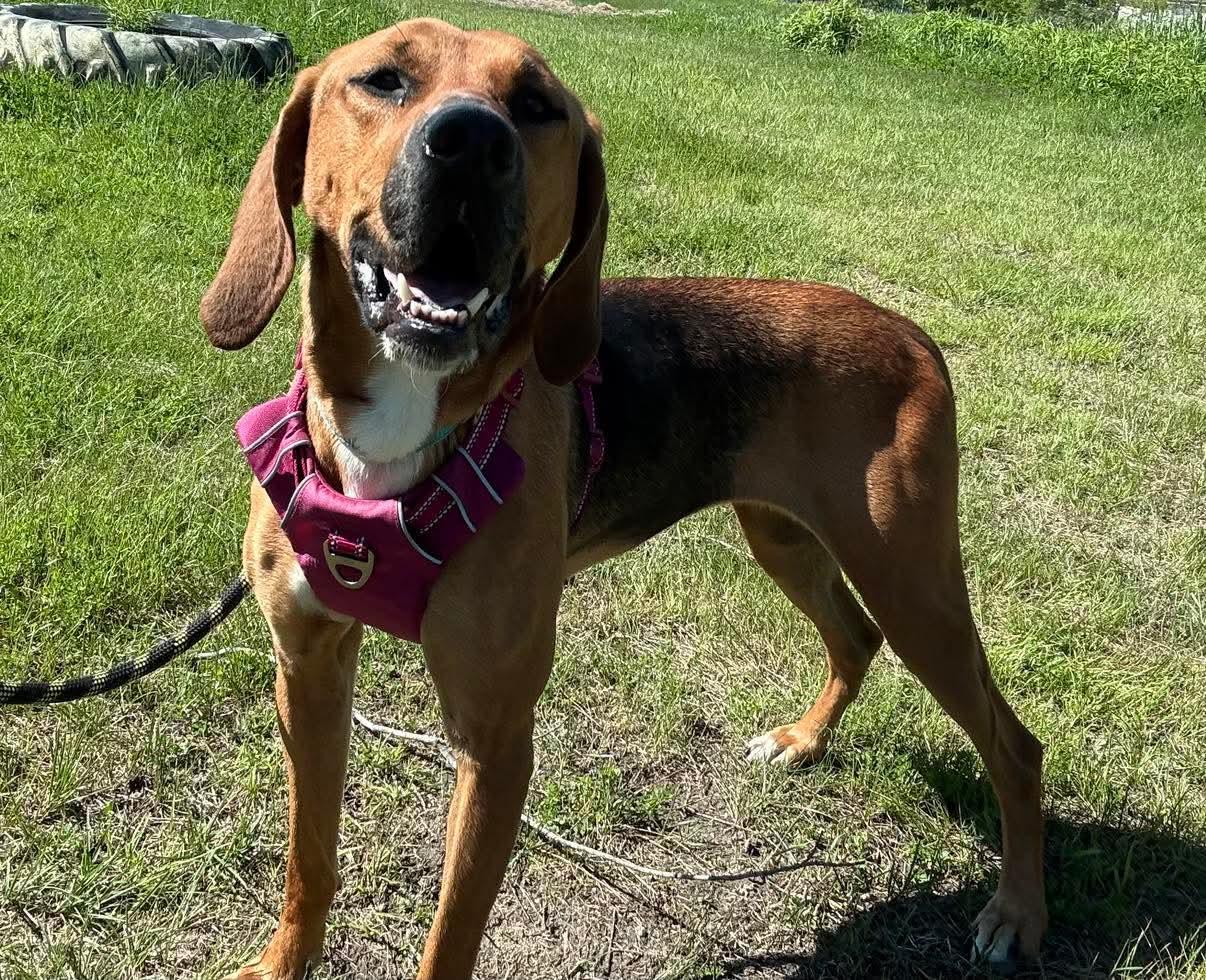 Caramel, an adoptable Hound, Mixed Breed in Lewiston, ME, 04240 | Photo Image 3
