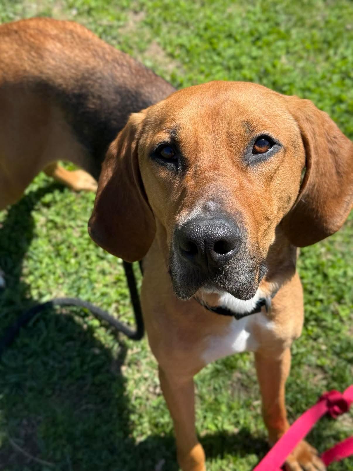 Caramel, an adoptable Hound, Mixed Breed in Lewiston, ME, 04240 | Photo Image 5