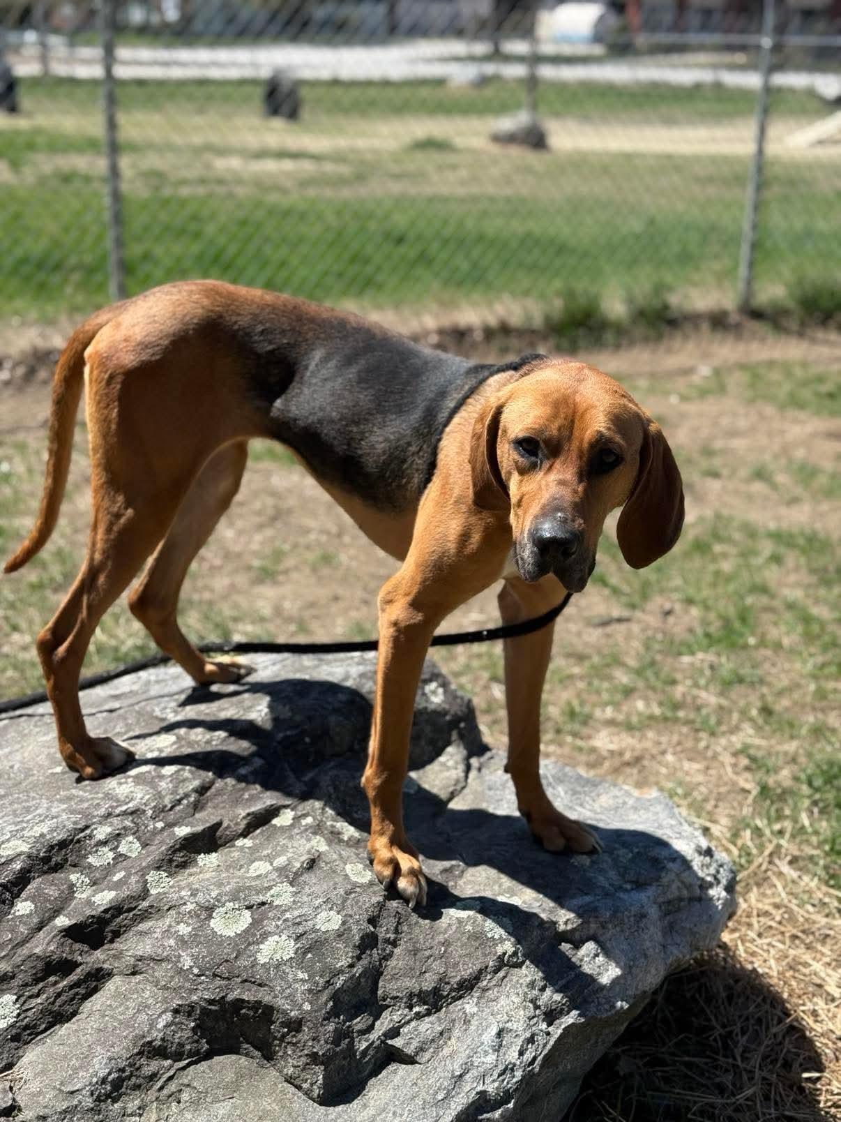 Caramel, an adoptable Hound, Mixed Breed in Lewiston, ME, 04240 | Photo Image 2