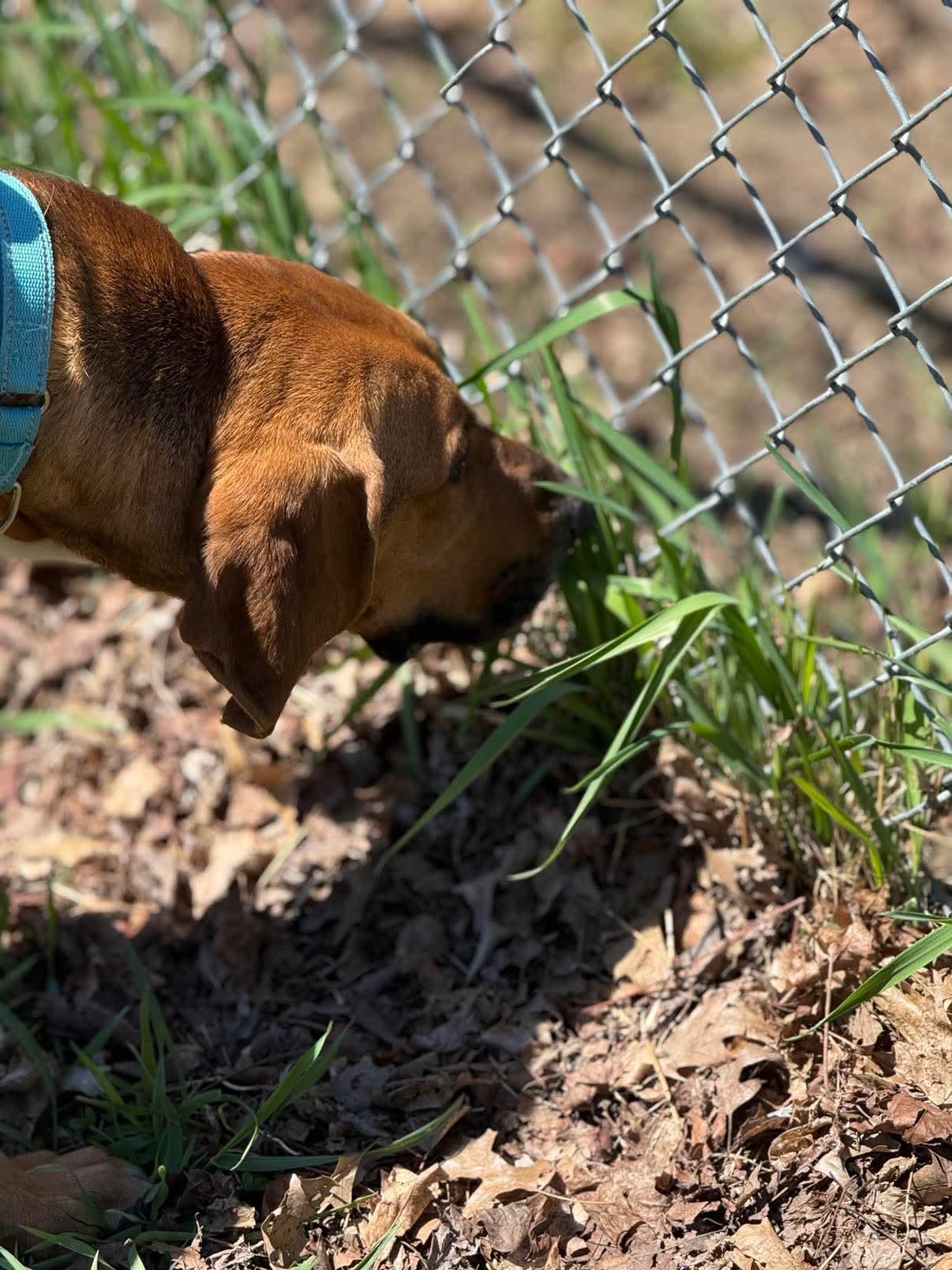 Caramel, an adoptable Hound, Mixed Breed in Lewiston, ME, 04240 | Photo Image 4