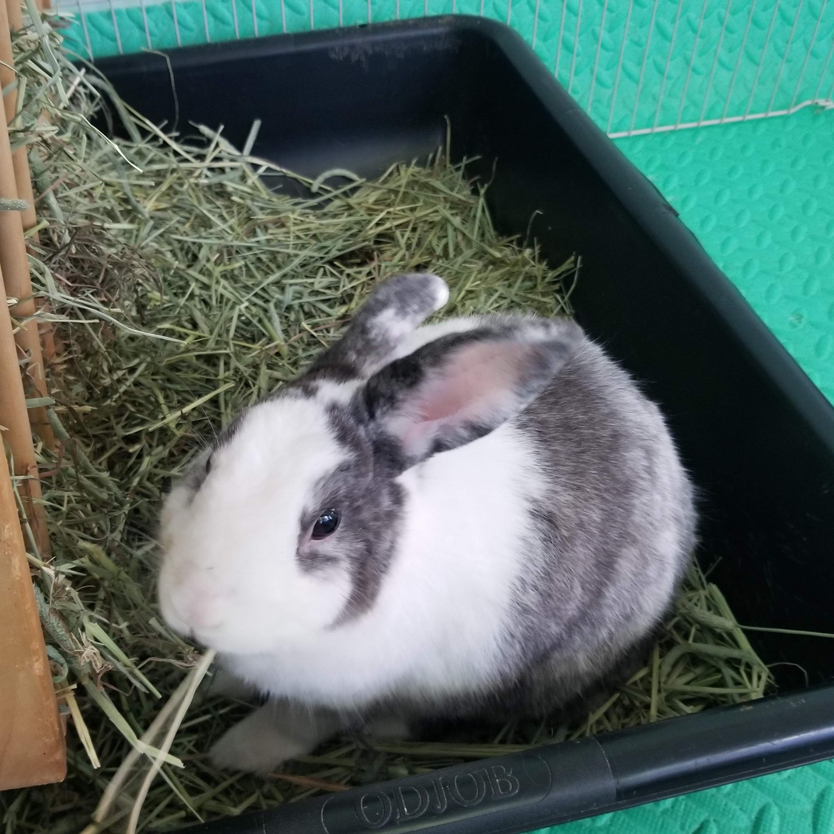 CAMPBELL (ADULT NEUTERED MALE), a Adoptable mixed breed in Teaneck, NJ image 3/5