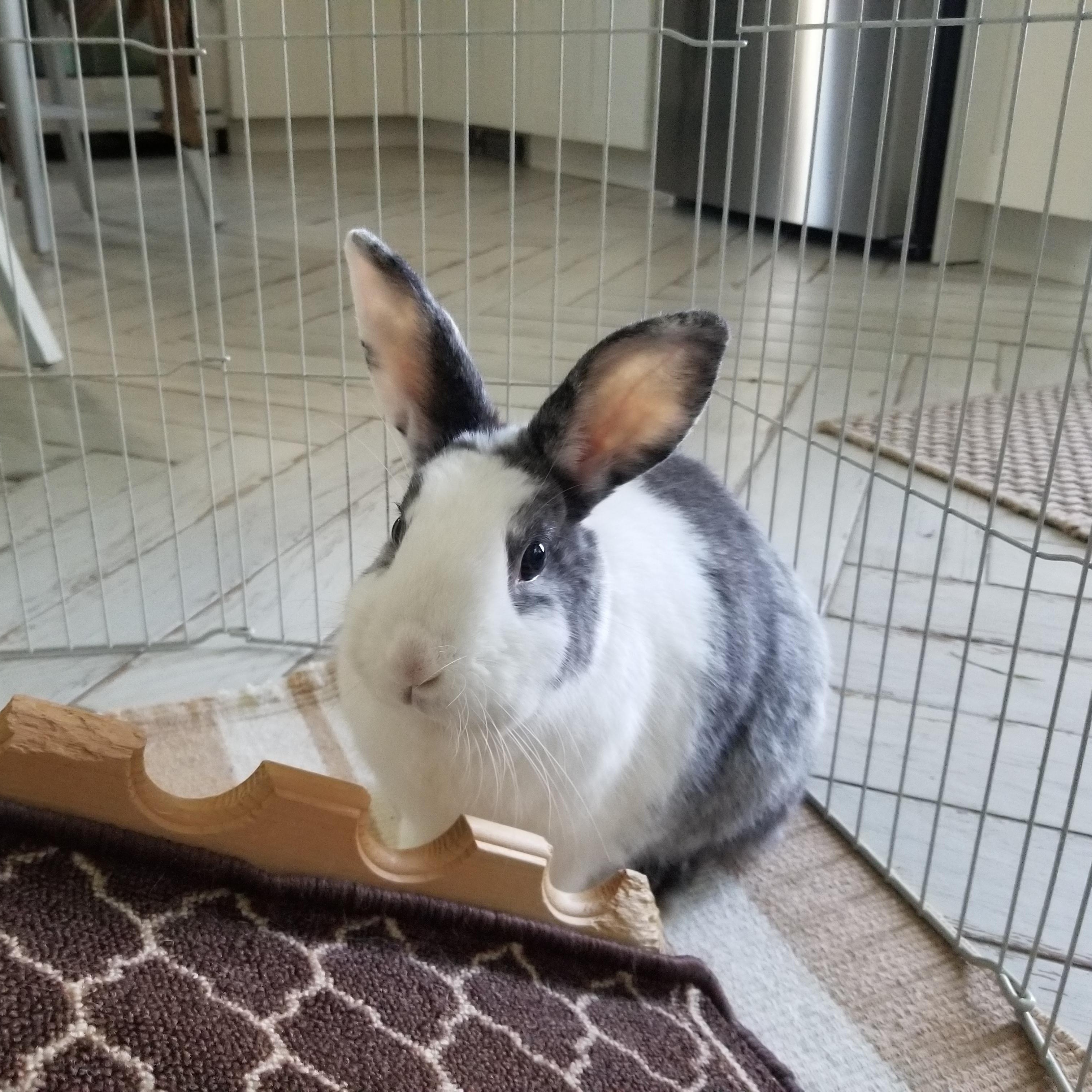 CAMPBELL (ADULT NEUTERED MALE), a Adoptable mixed breed in Teaneck, NJ image 2/5