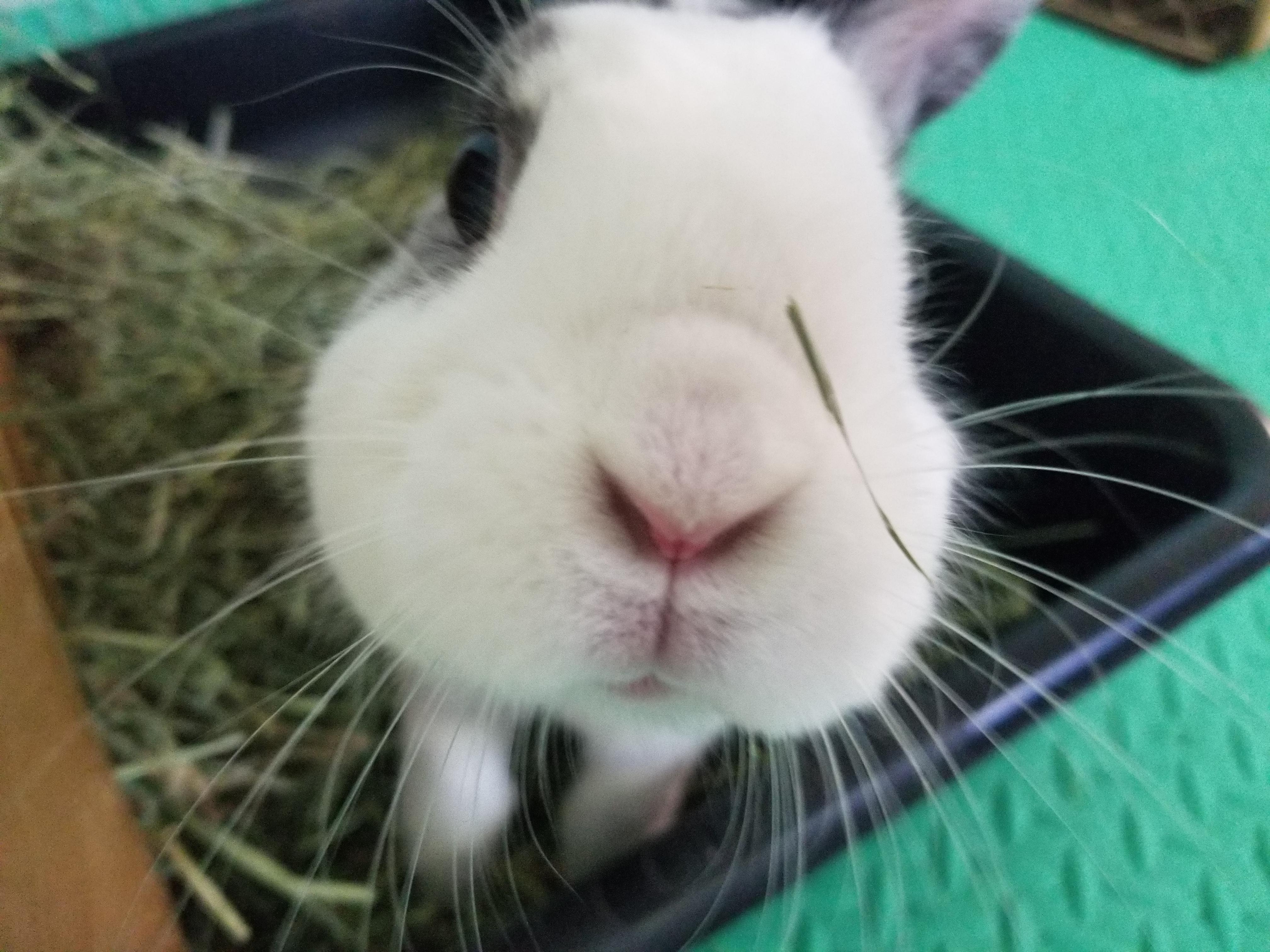 CAMPBELL (ADULT NEUTERED MALE), a Adoptable mixed breed in Teaneck, NJ image 5/5