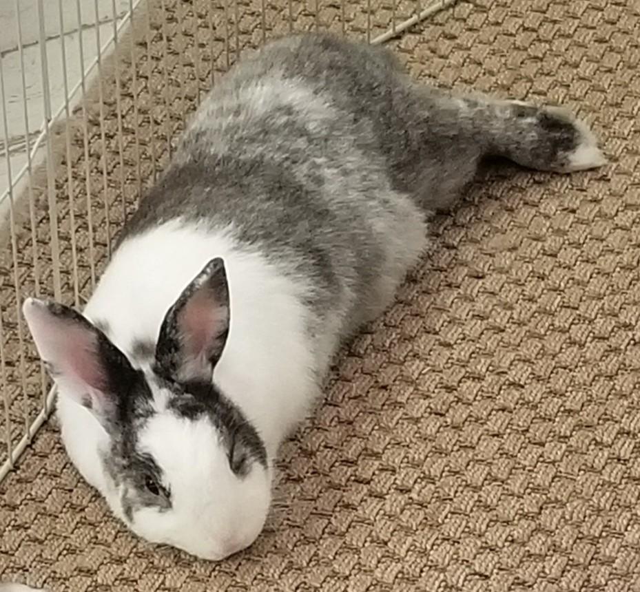 CAMPBELL (ADULT NEUTERED MALE), a Adoptable mixed breed in Teaneck, NJ image 4/5