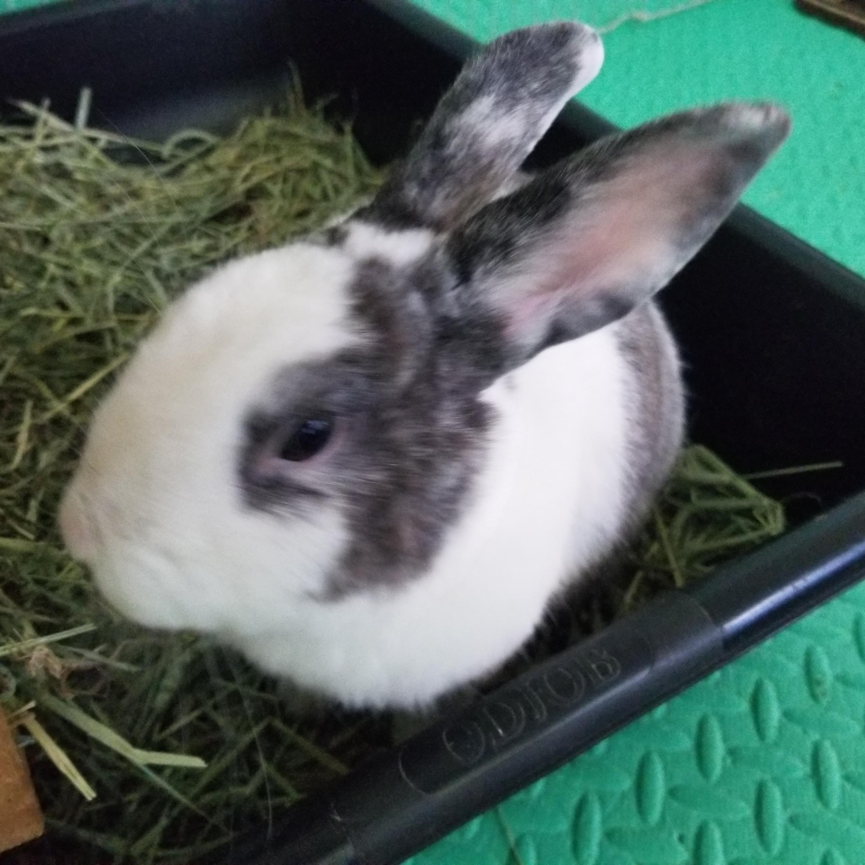 CAMPBELL (ADULT NEUTERED MALE), a Adoptable mixed breed in Teaneck, NJ image 1/5