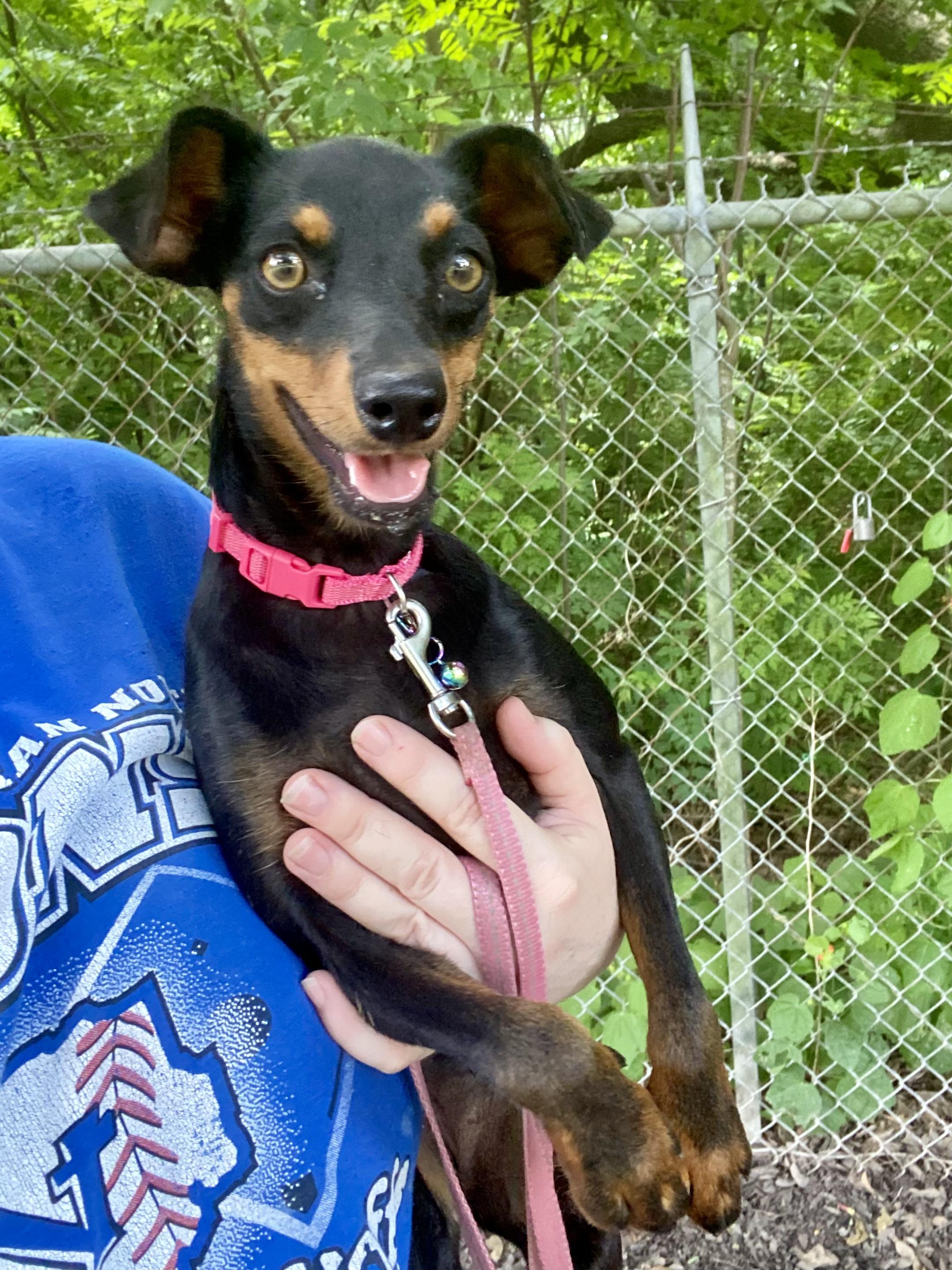 - No doggie doors - Needs a small doggie playmate - Needs a securely fenced yard Estimated DOB 129