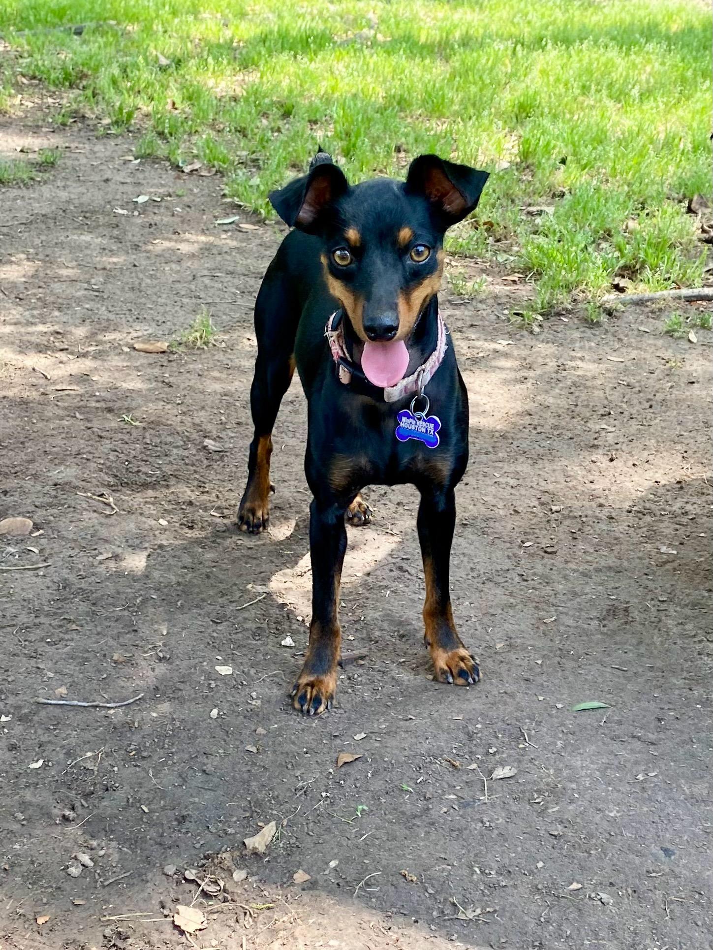 Cindy Lou Who, a Adoptable mixed breed in Houston, TX image 6/6