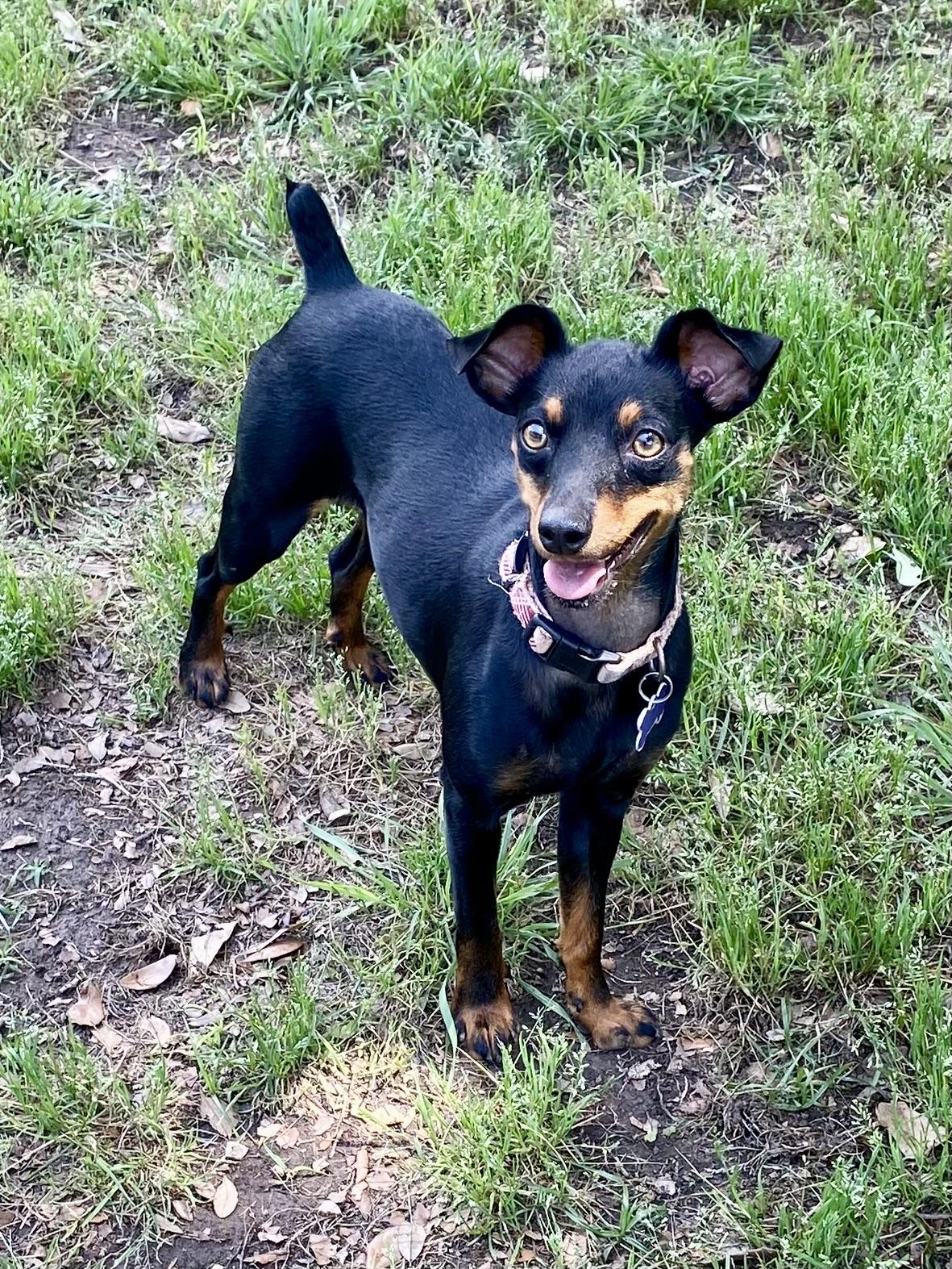 Cindy Lou Who, a Adoptable mixed breed in Houston, TX image 1/6