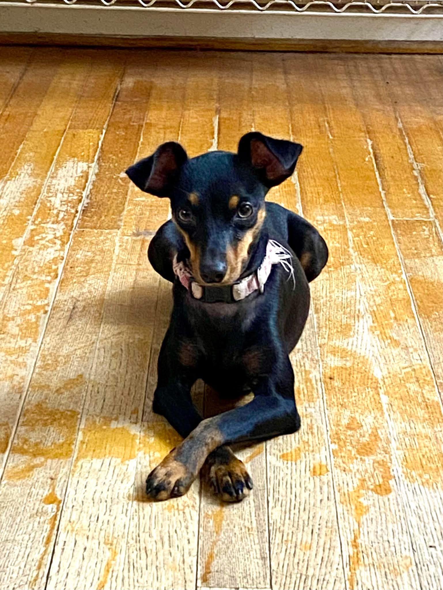 Cindy Lou Who, a Adoptable mixed breed in Houston, TX image 4/6