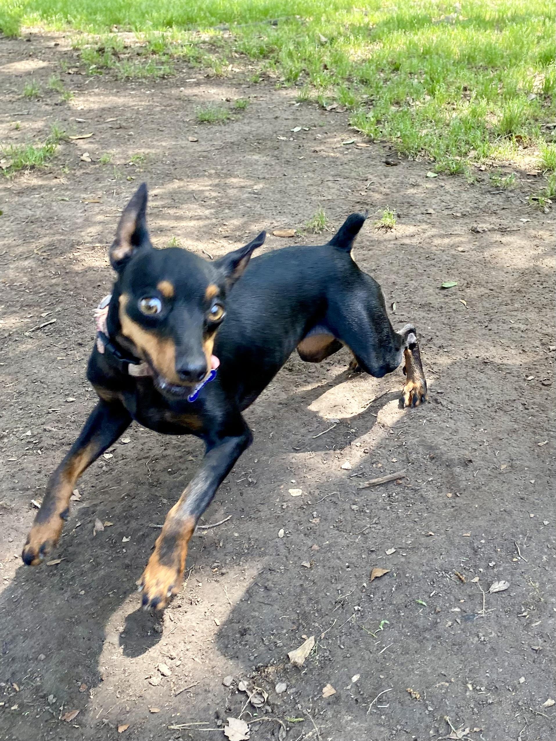 Cindy Lou Who, a Adoptable mixed breed in Houston, TX image 2/6