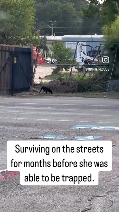 Enlarge Cindy Lou Who, a Adoptable mixed breed in Houston, TX video 5/6