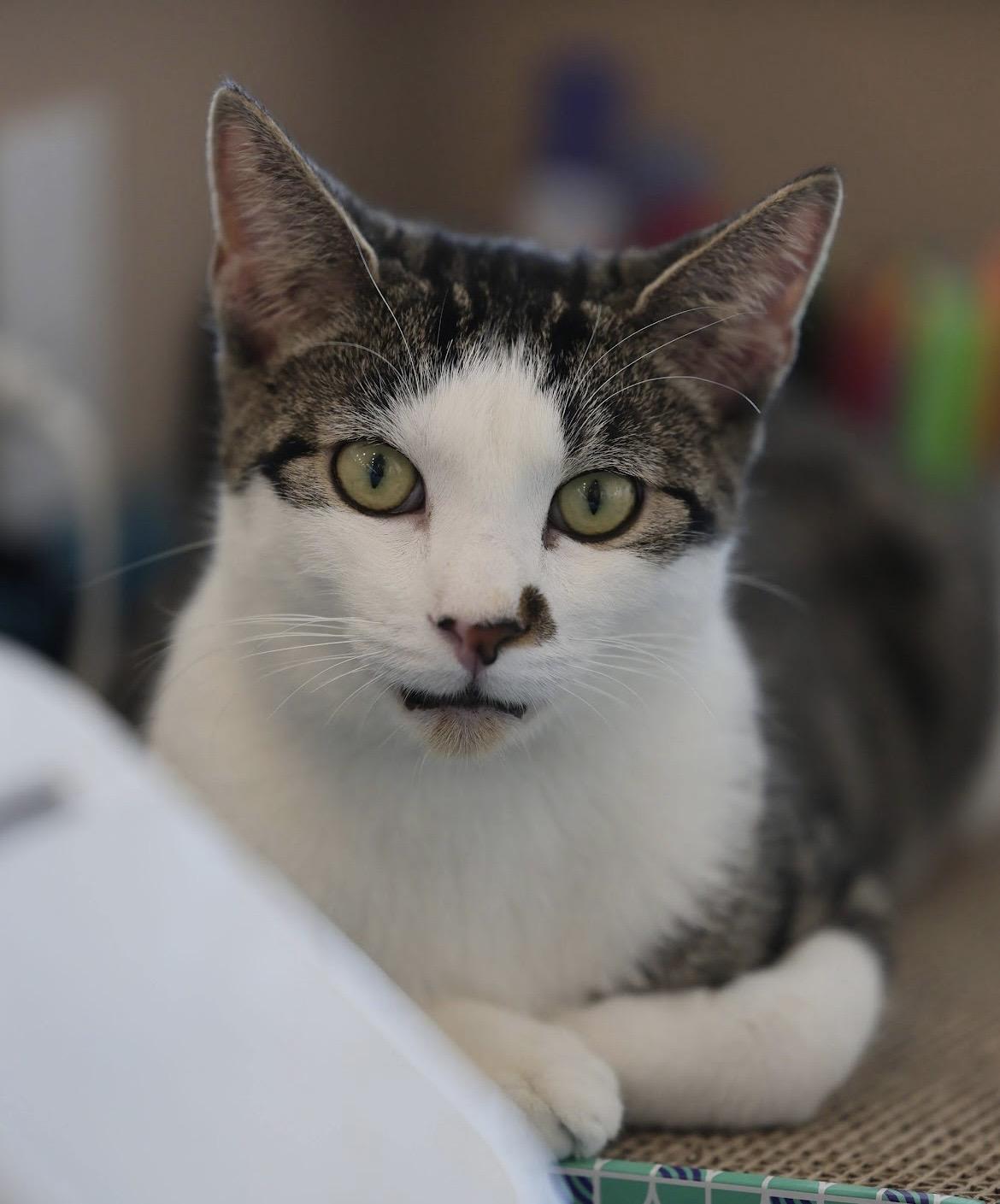 Enlarge Mr. Big, a Adoptable Domestic Short Hair in Albuquerque, NM image 1/3