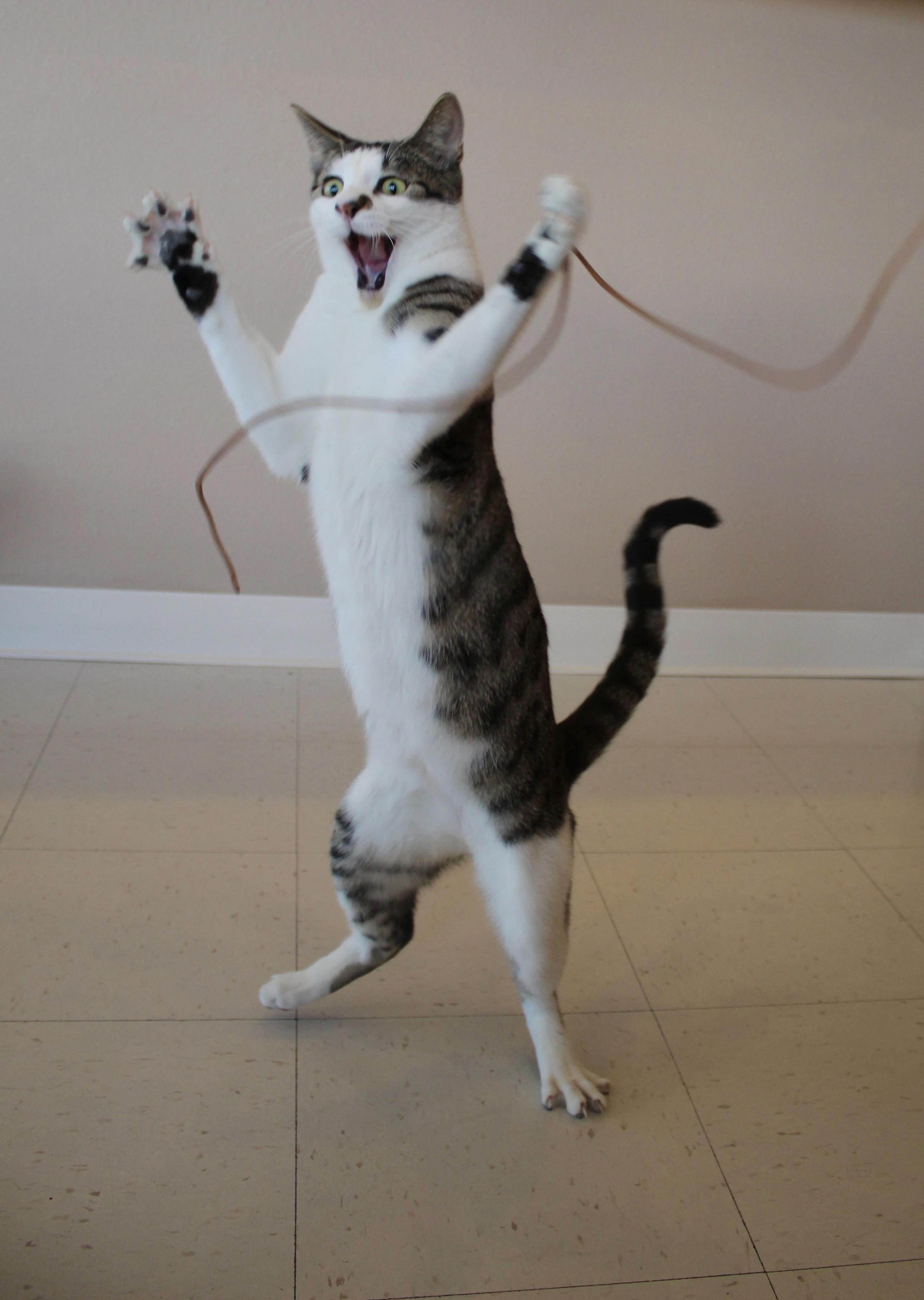 Enlarge Mr. Big, a Adoptable Domestic Short Hair in Albuquerque, NM image 2/3