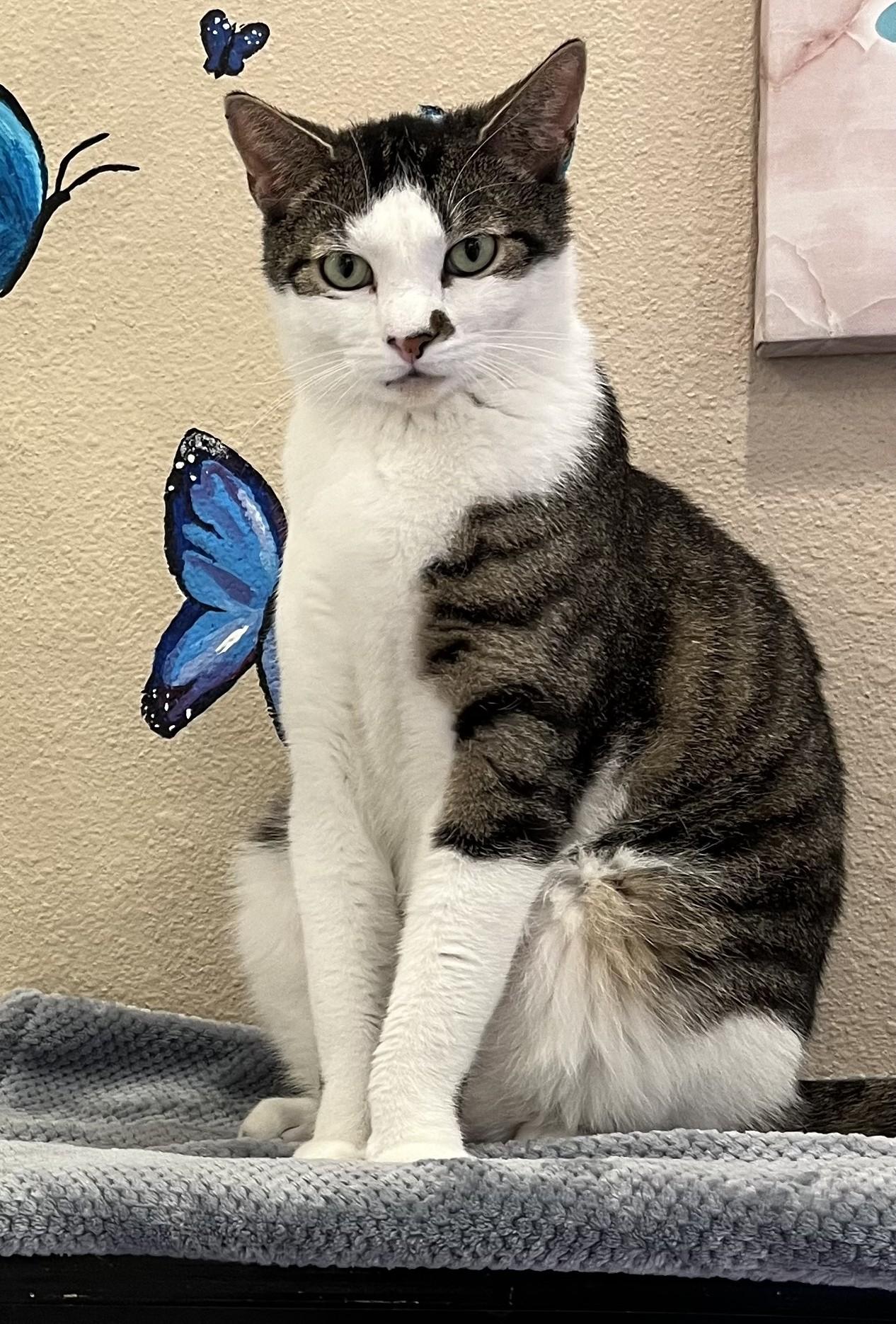 Enlarge Mr. Big, a Adoptable Domestic Short Hair in Albuquerque, NM image 3/3