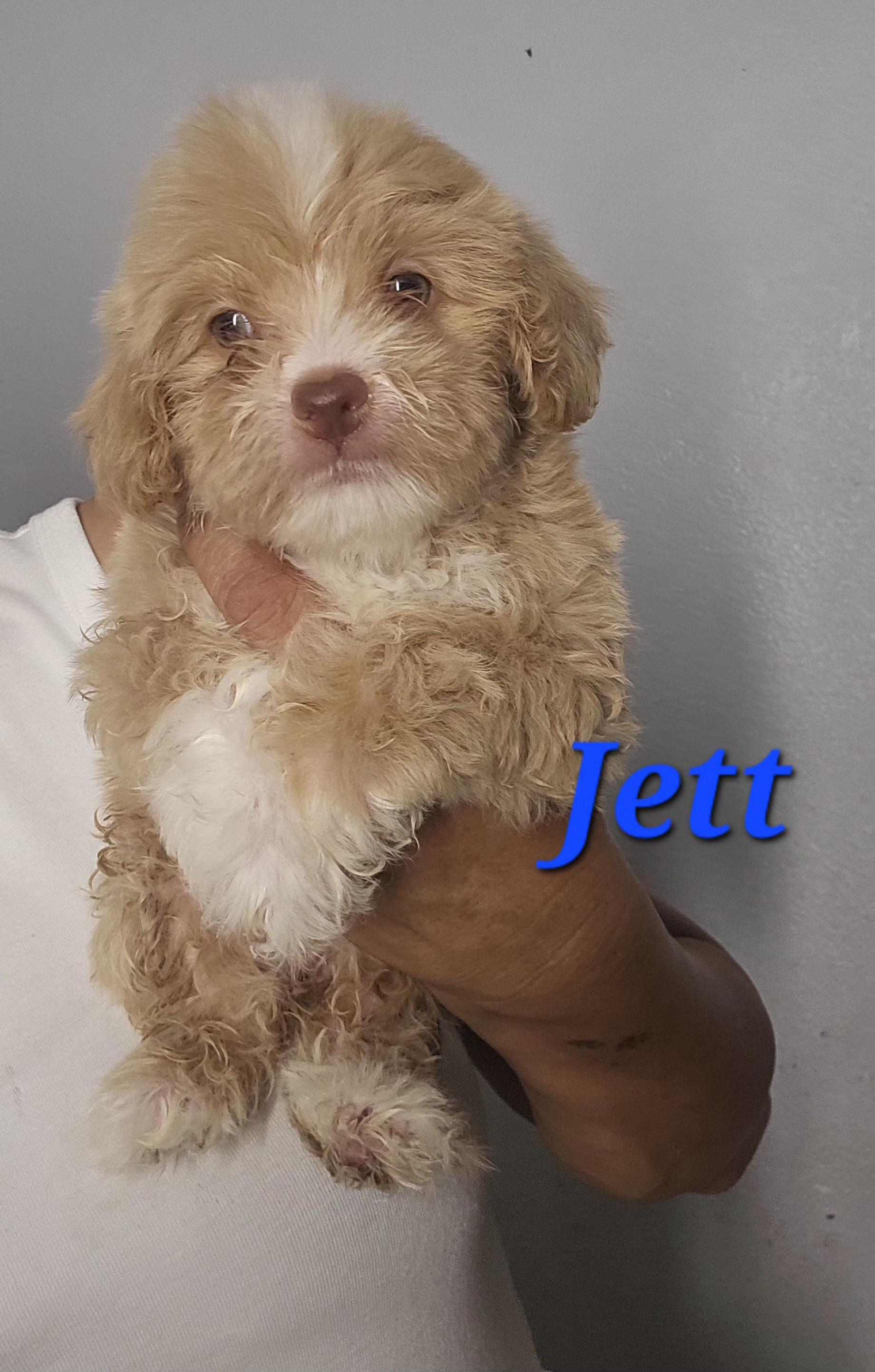 Jett, an adopted mixed breed in Los Angeles, CA image 3/3