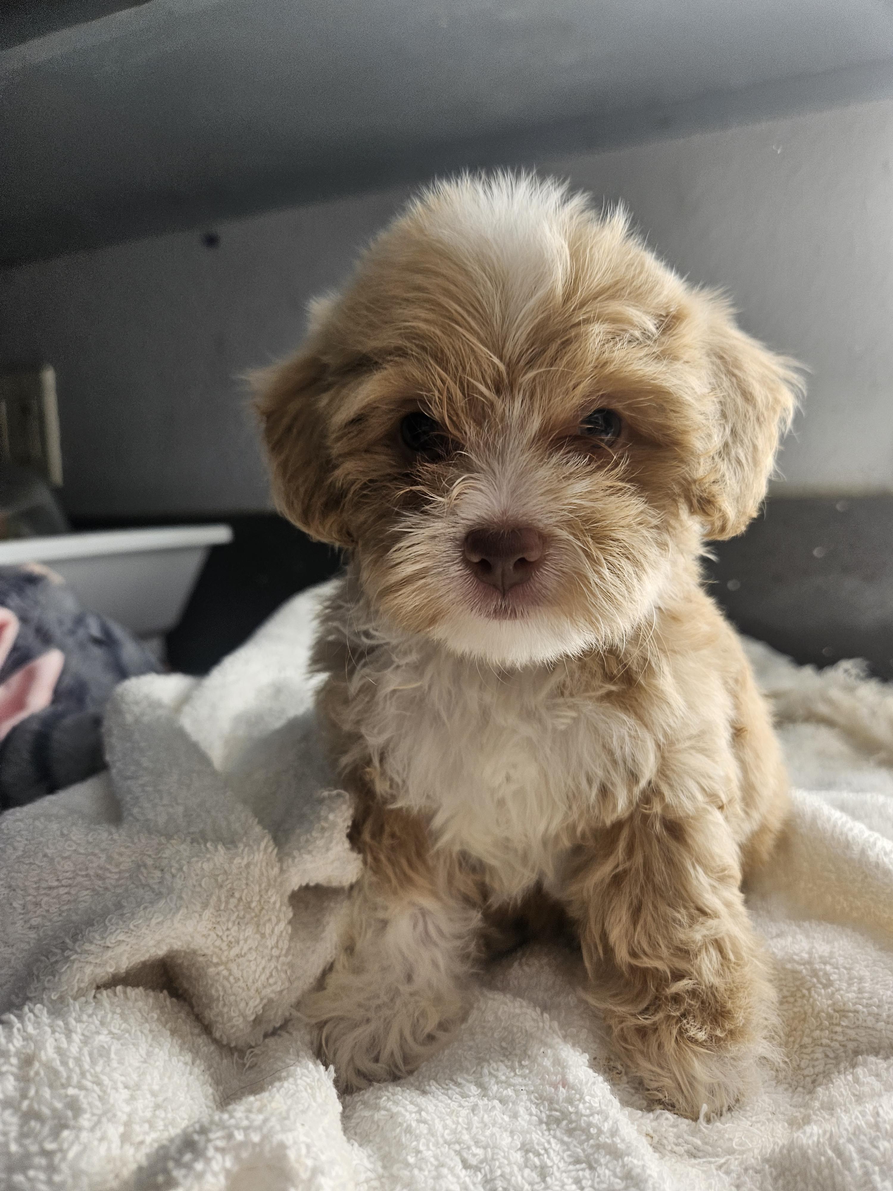 Jett, an adopted mixed breed in Los Angeles, CA image 1/3