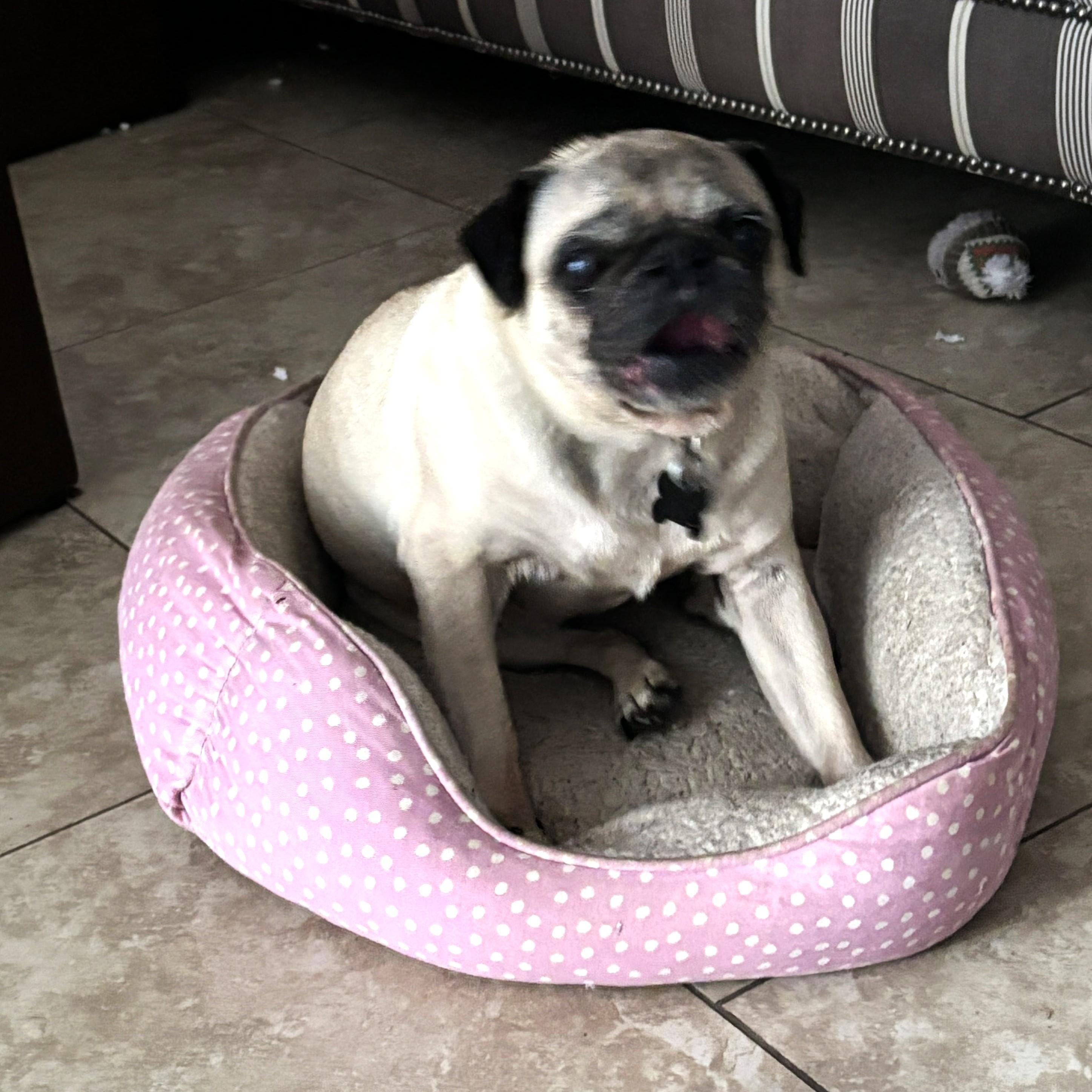 Figgy, a Adoptable Pug in Marana, AZ image 2/3