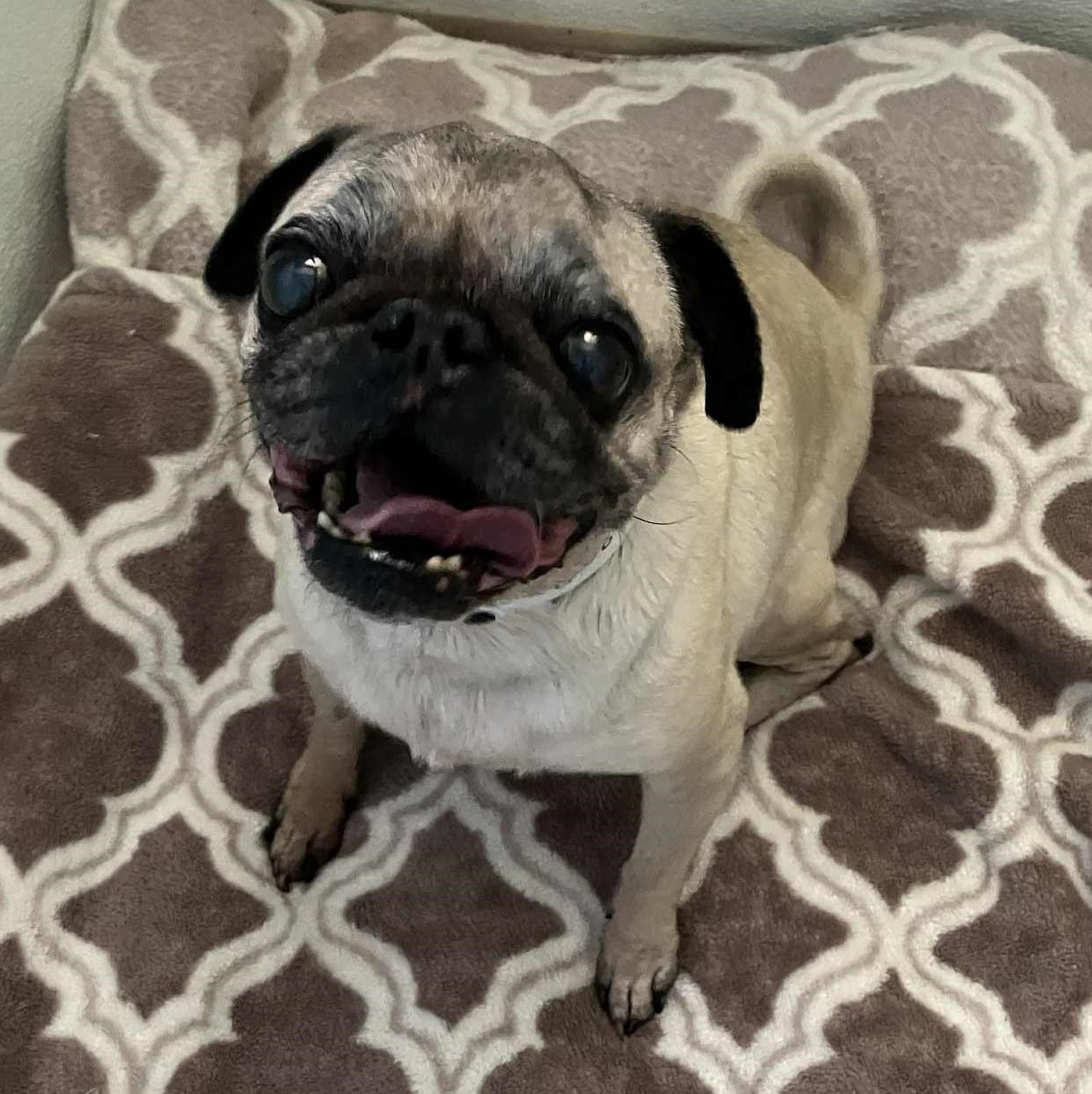 Figgy, Adoptable, Senior Female Pug.