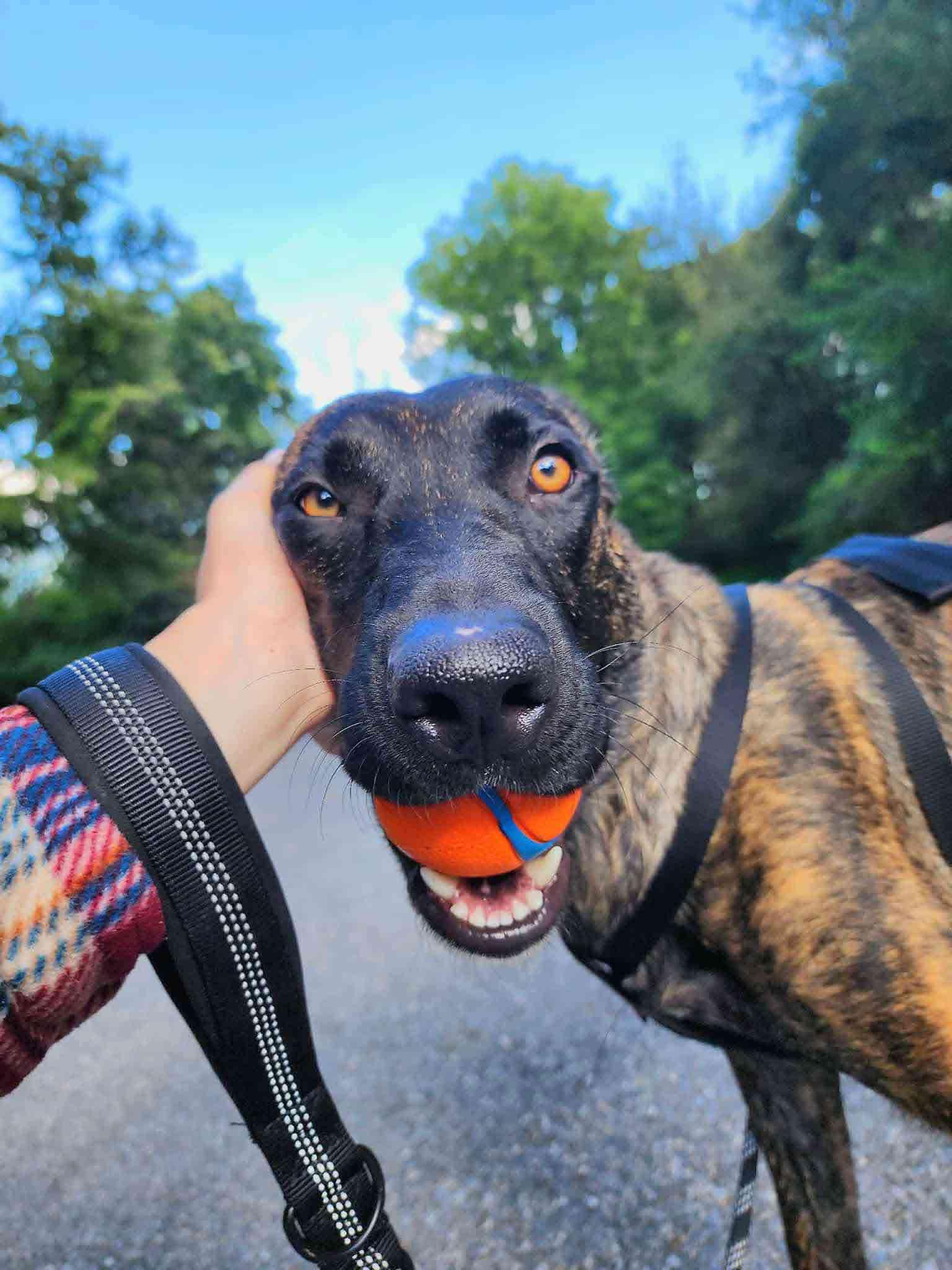 Left Eye, a Adopted Dutch Shepherd in Bridgeton, NJ image 1/6