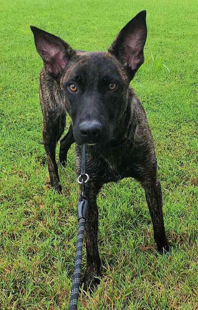 Left Eye, a Adopted Dutch Shepherd in Bridgeton, NJ image 2/6