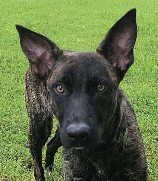 Left Eye, a Adopted Dutch Shepherd in Bridgeton, NJ image 3/6