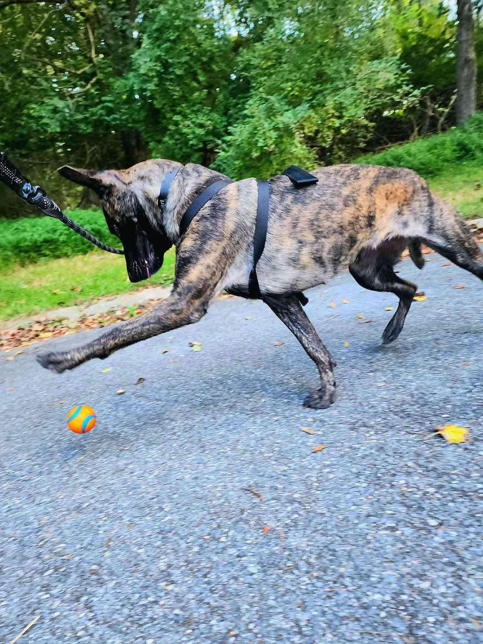 Left Eye, a Adopted Dutch Shepherd in Bridgeton, NJ image 4/6