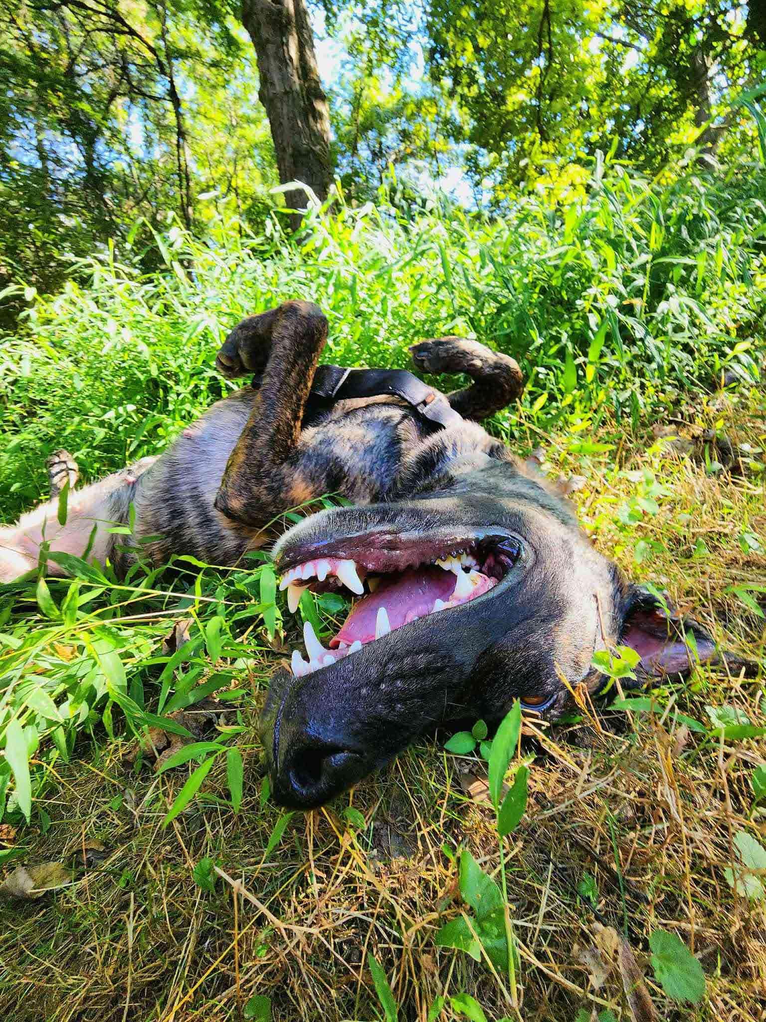 Left Eye, a Adopted Dutch Shepherd in Bridgeton, NJ image 5/6