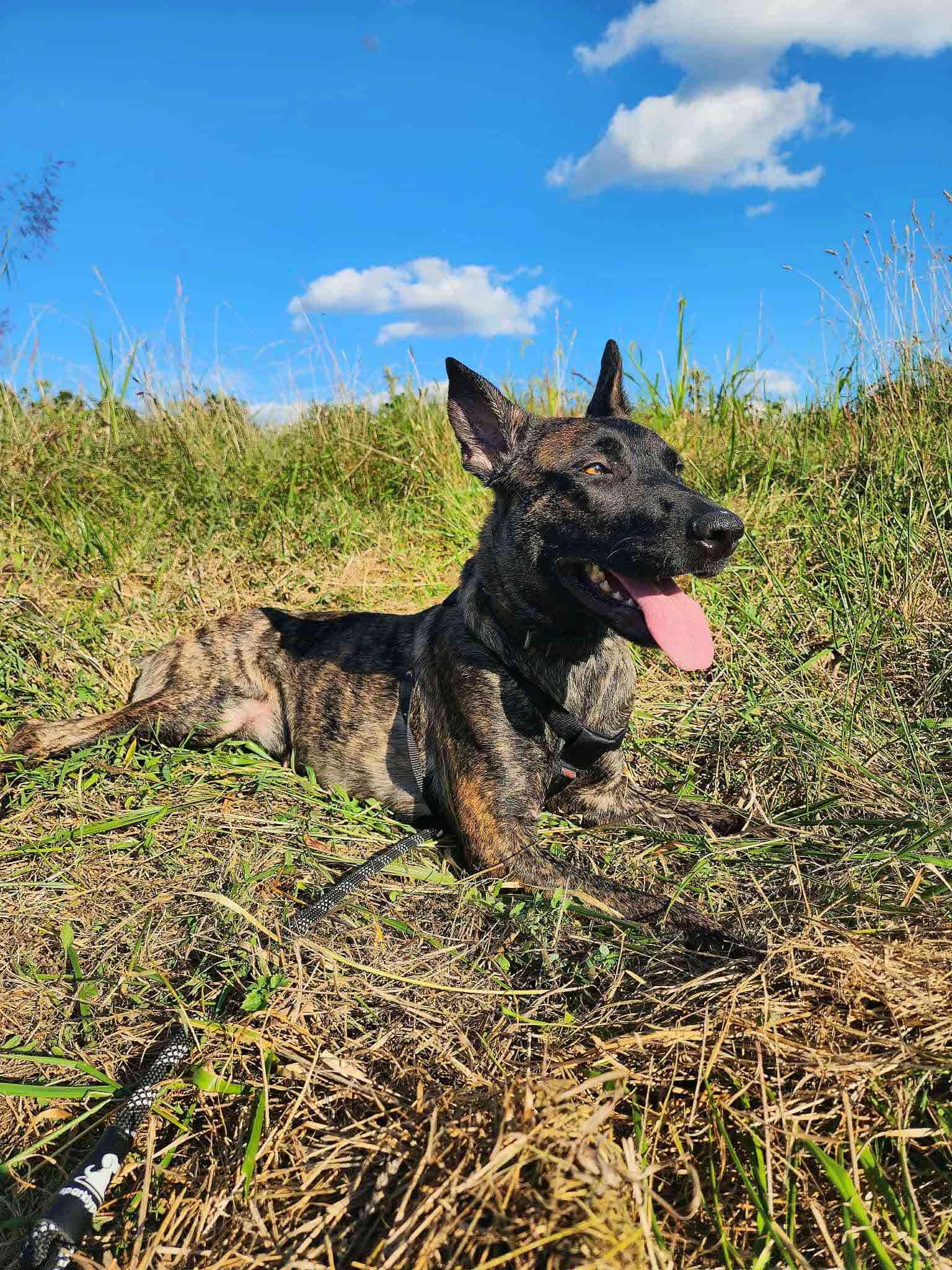Left Eye, a Adopted Dutch Shepherd in Bridgeton, NJ image 6/6