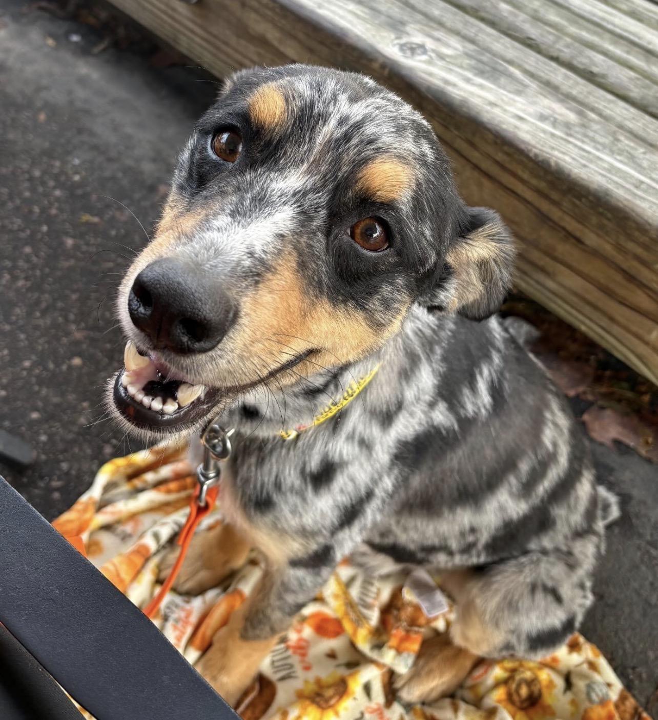 Jenga, Adoptable, Young Male Australian Shepherd.