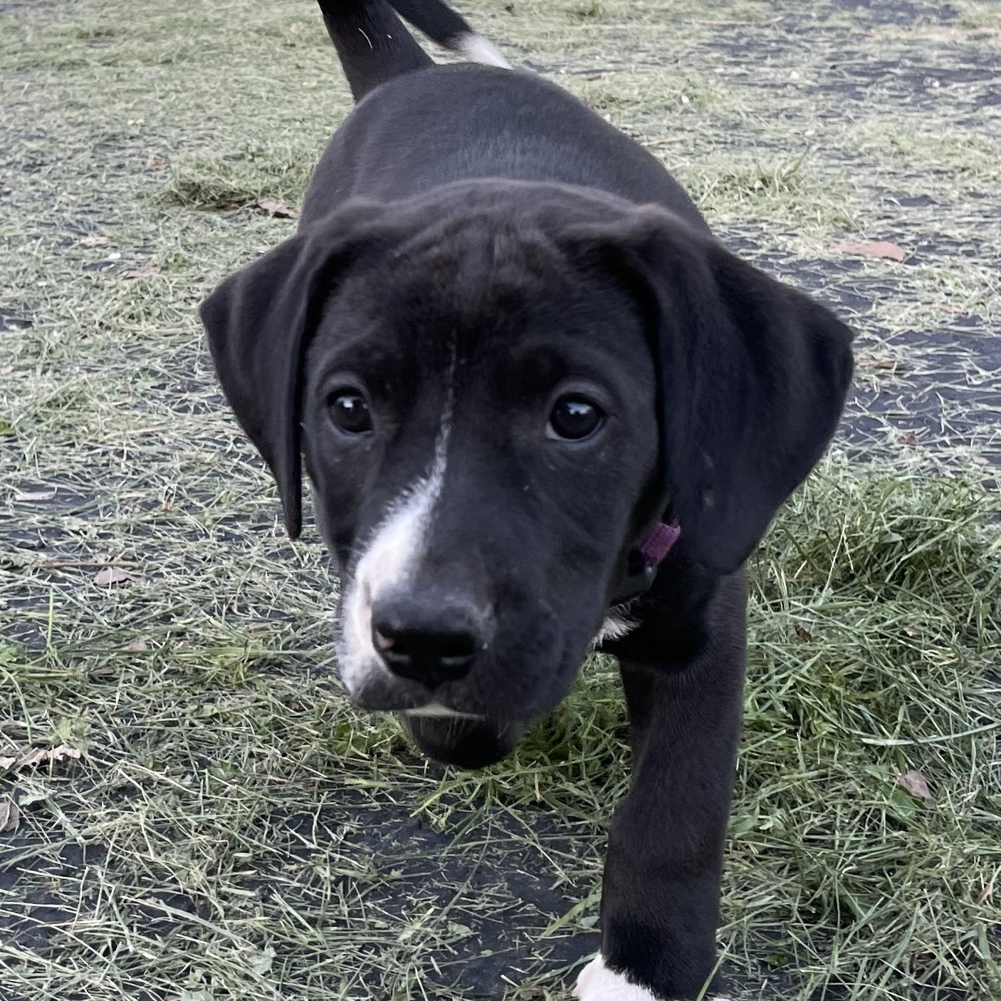 Domino