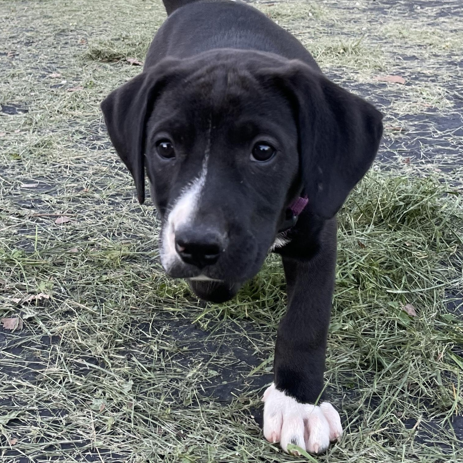 Domino