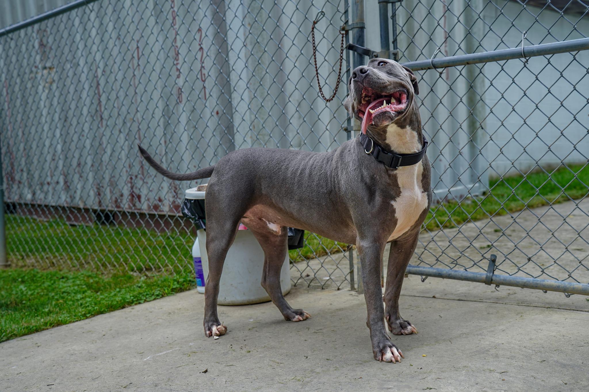 Thor photo 1