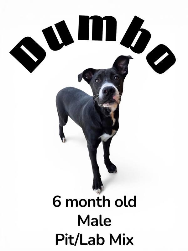 Dumbo, Adoptable, Young Male Pit Bull Terrier & Labrador Retriever.