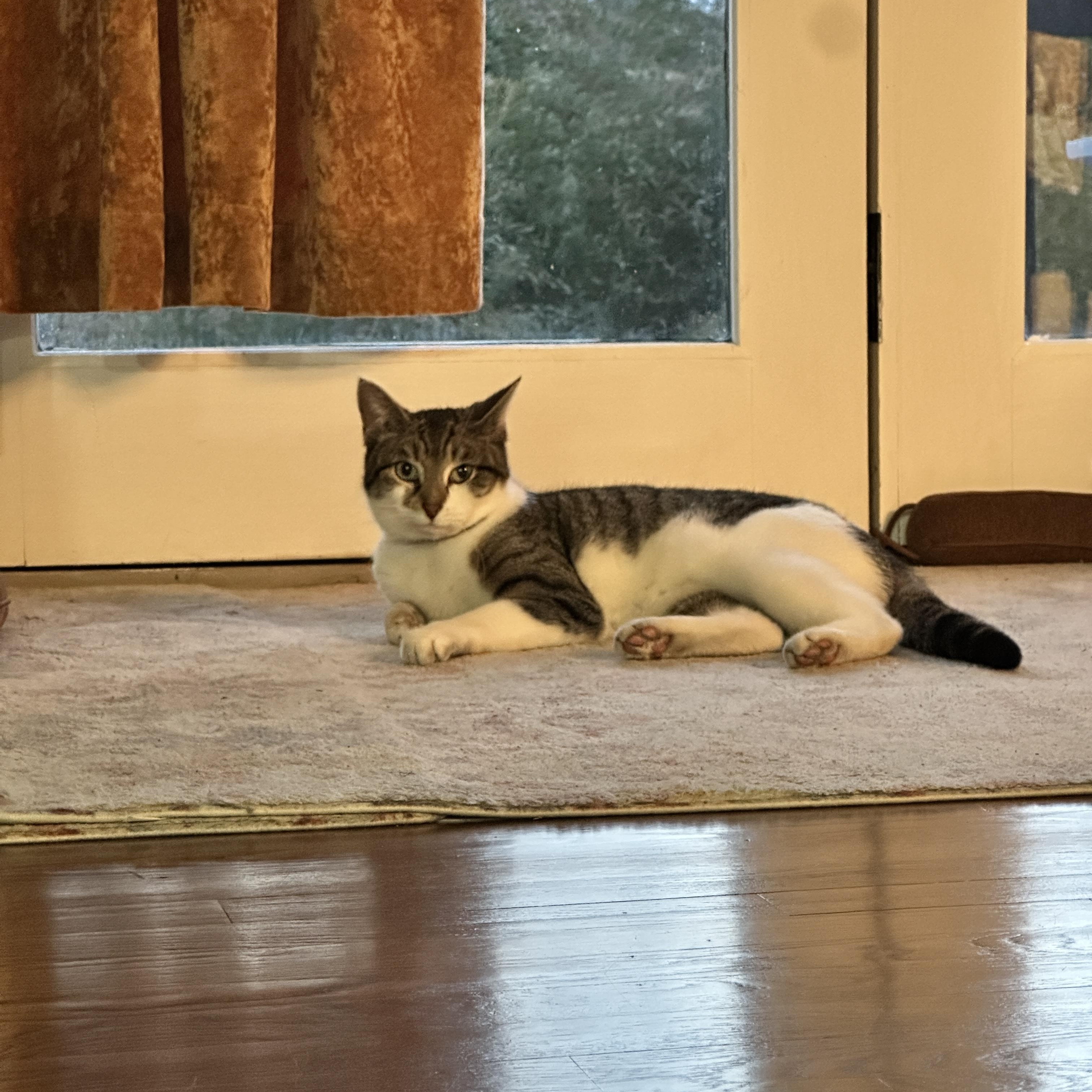 Enlarge Tiger, a ADOPTABLE Domestic Short Hair in Clifton, NJ image 6/6