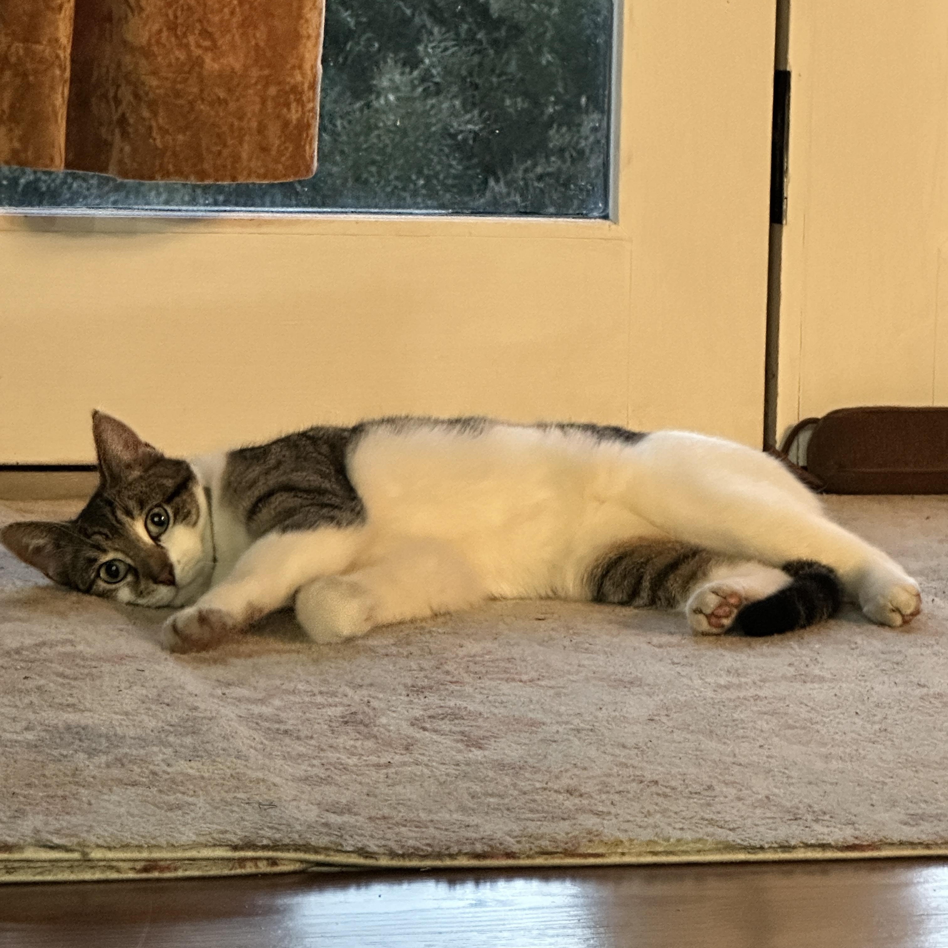 Enlarge Tiger, a ADOPTABLE Domestic Short Hair in Clifton, NJ image 2/6