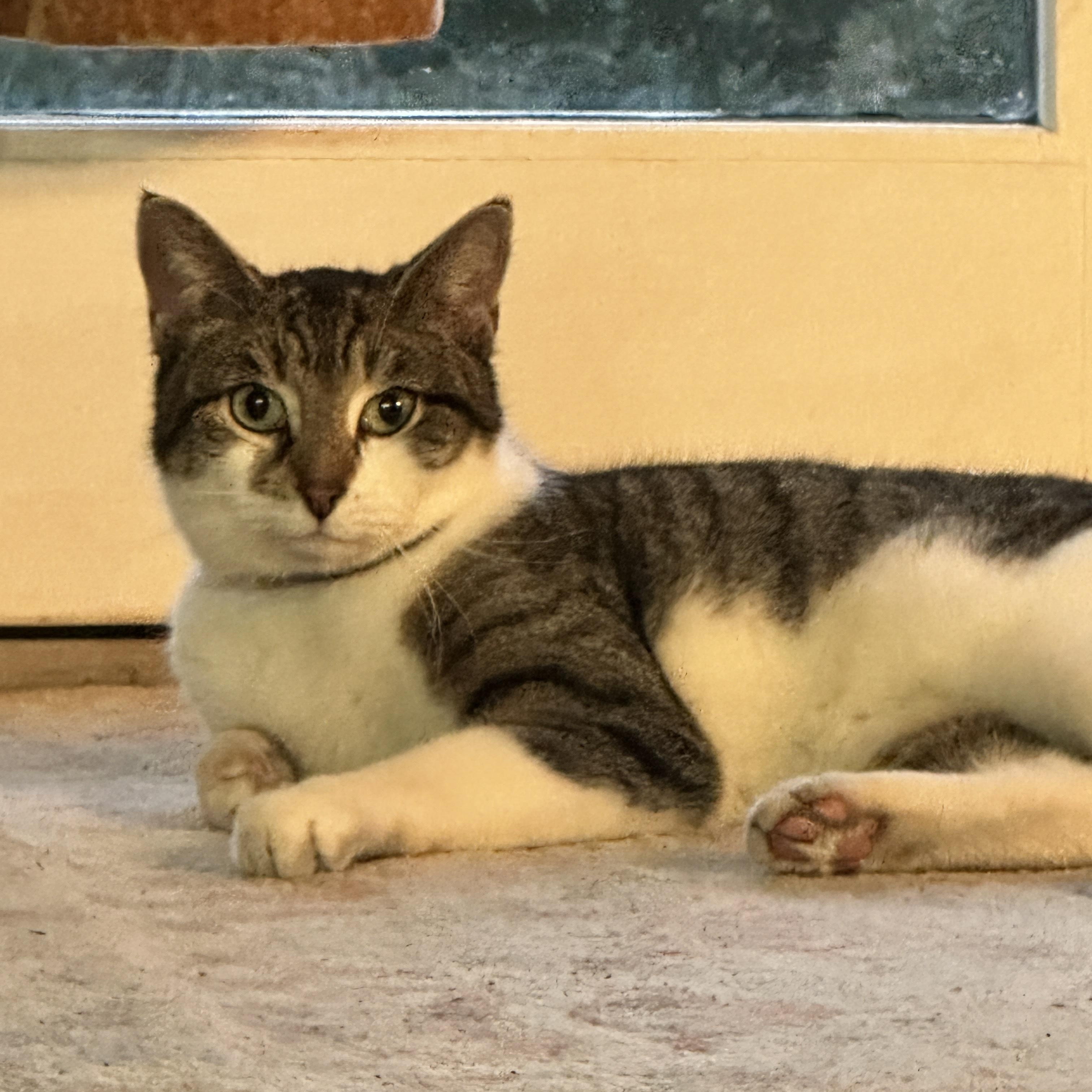 Enlarge Tiger, a ADOPTABLE Domestic Short Hair in Clifton, NJ image 4/6