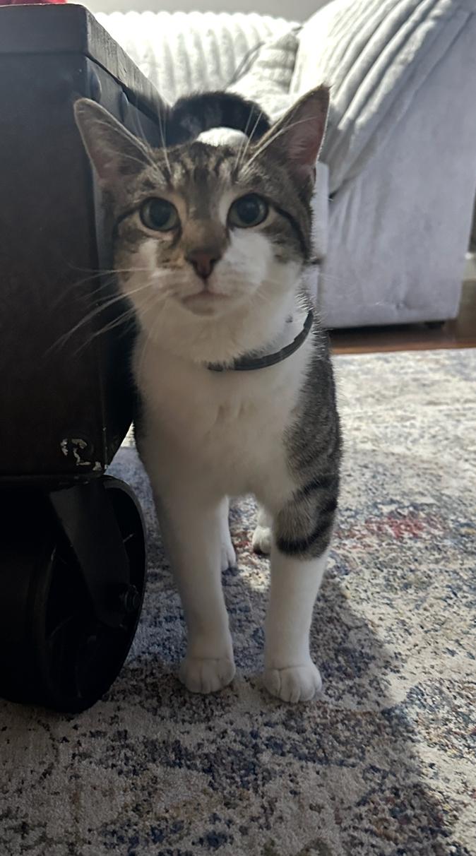 Tiger, ADOPTABLE, Young Female Domestic Short Hair.