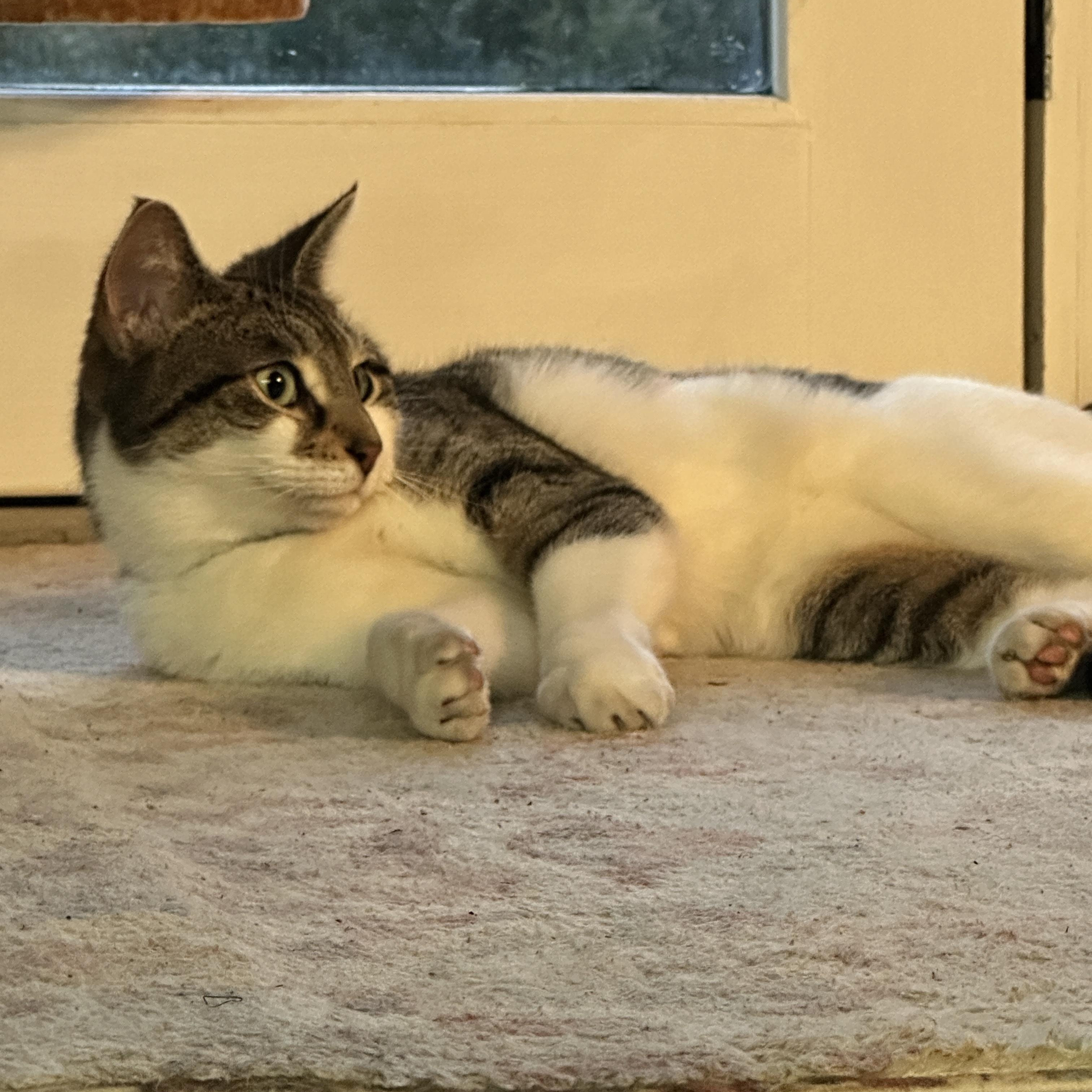 Enlarge Tiger, a ADOPTABLE Domestic Short Hair in Clifton, NJ image 5/6