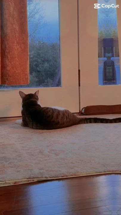 Enlarge Tiger, a ADOPTABLE Domestic Short Hair in Clifton, NJ video 3/6