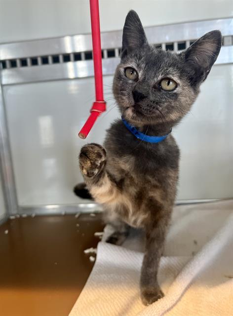 RUBY, Adoptable, Kitten Female Domestic Short Hair.