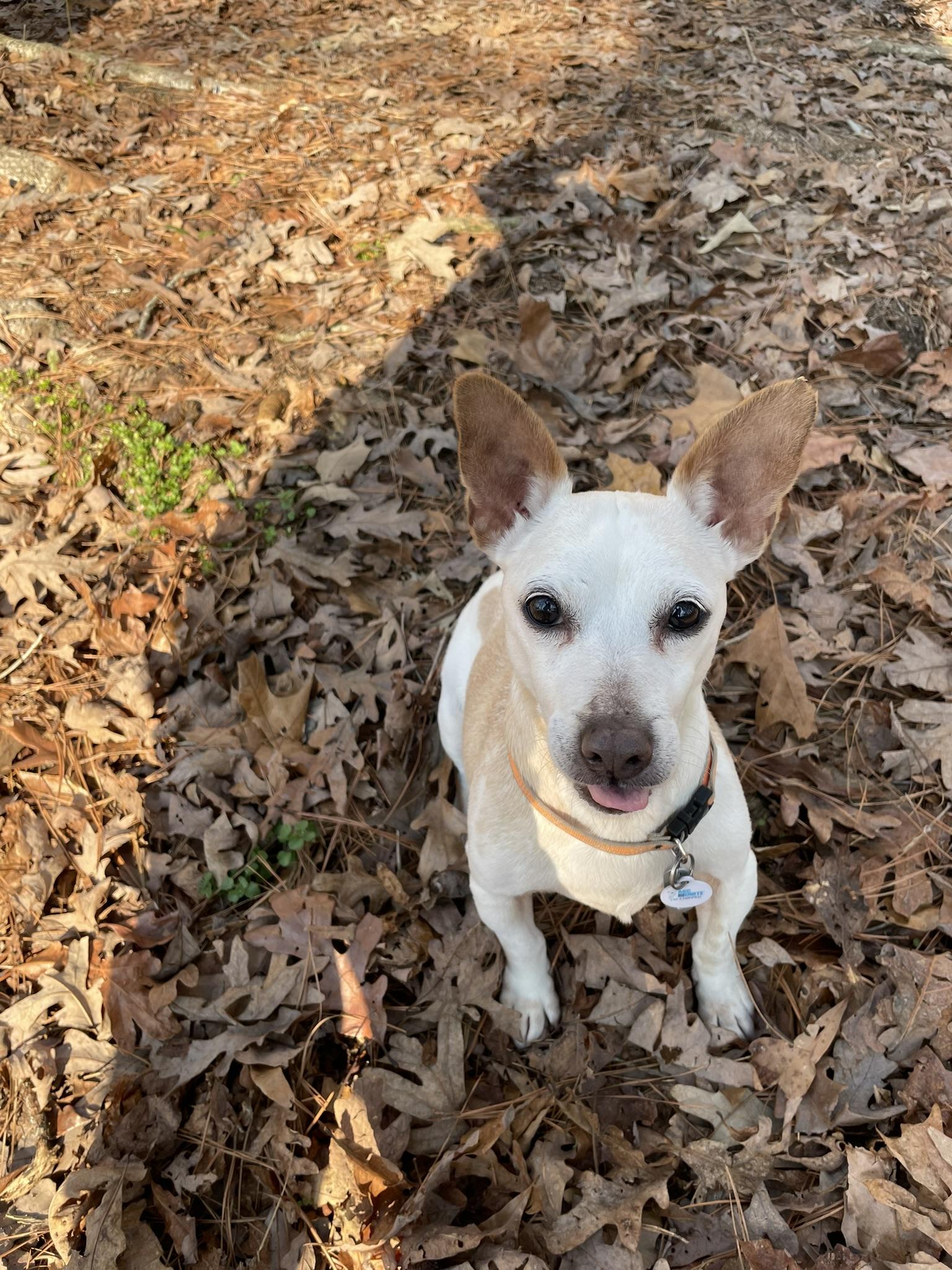 Enlarge Lily, a Adopted Jack Russell Terrier in Durham, NC image 1/6