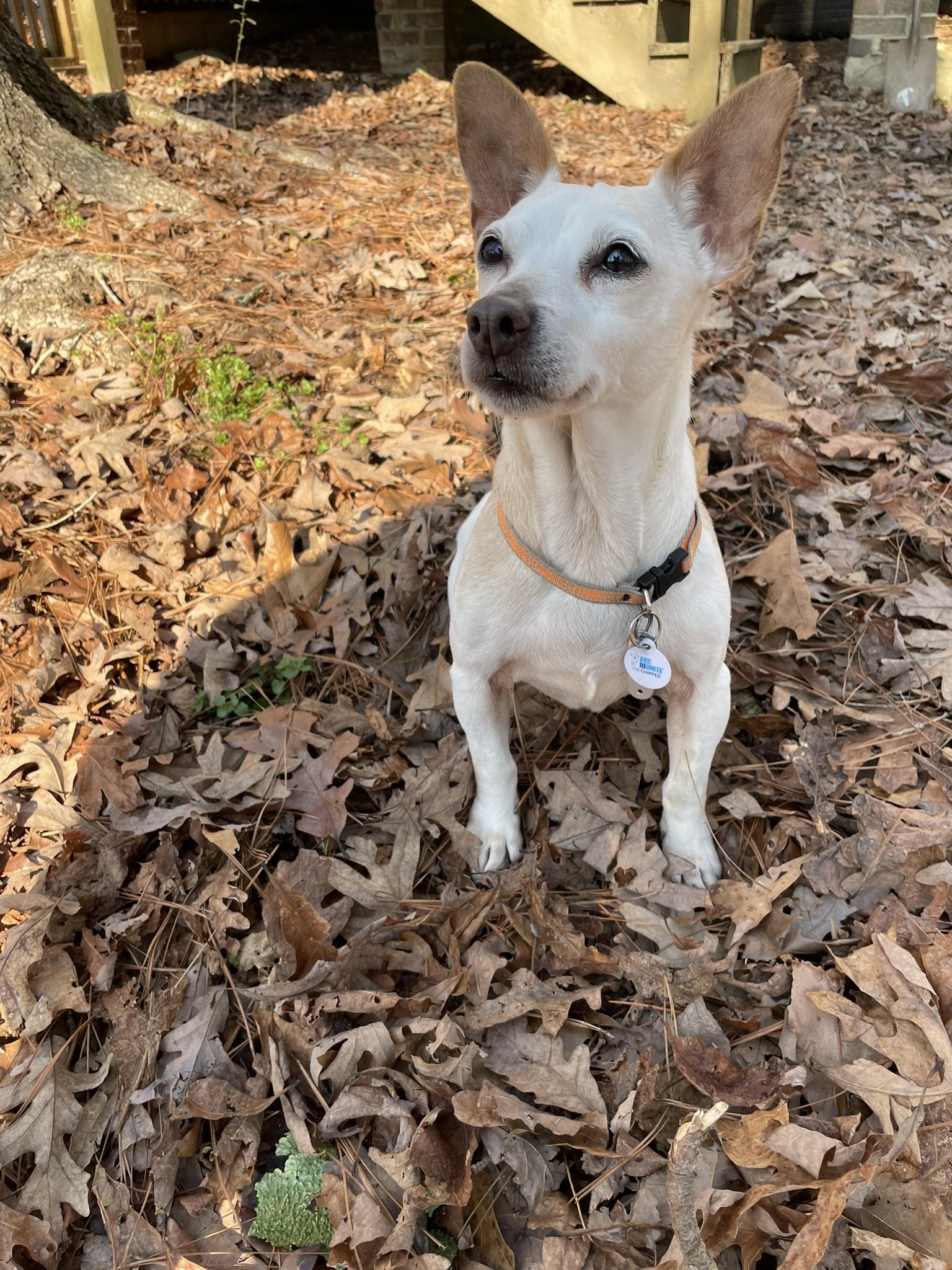 Enlarge Lily, a Adopted Jack Russell Terrier in Durham, NC image 2/6