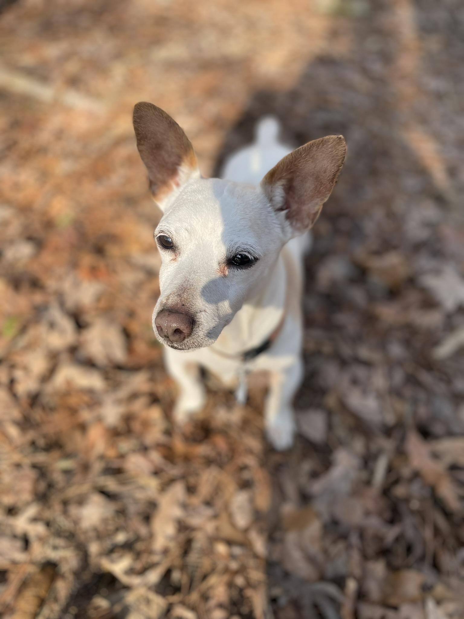 Enlarge Lily, a Adopted Jack Russell Terrier in Durham, NC image 3/6