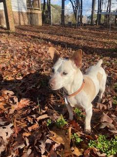 Enlarge Lily, a Adopted Jack Russell Terrier in Durham, NC image 4/6