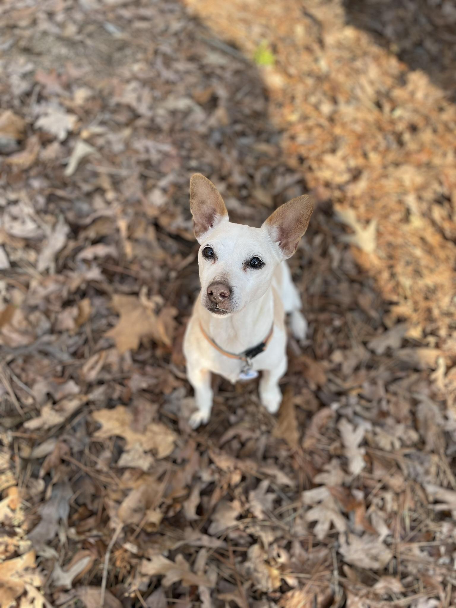 Enlarge Lily, a Adopted Jack Russell Terrier in Durham, NC image 5/6
