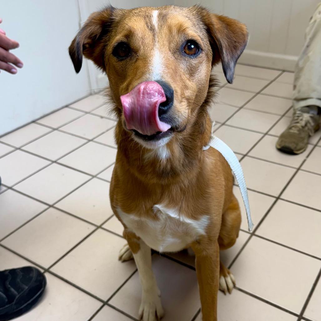 TUSC-Stray-83533 — thumbnail 2